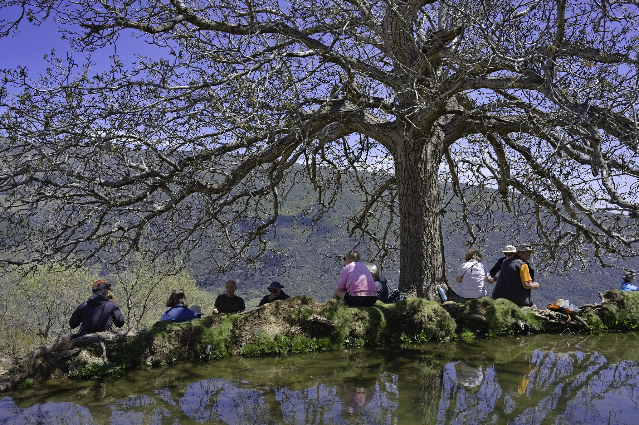 Some hikers eat their lunch by a small lake with a large tree above them