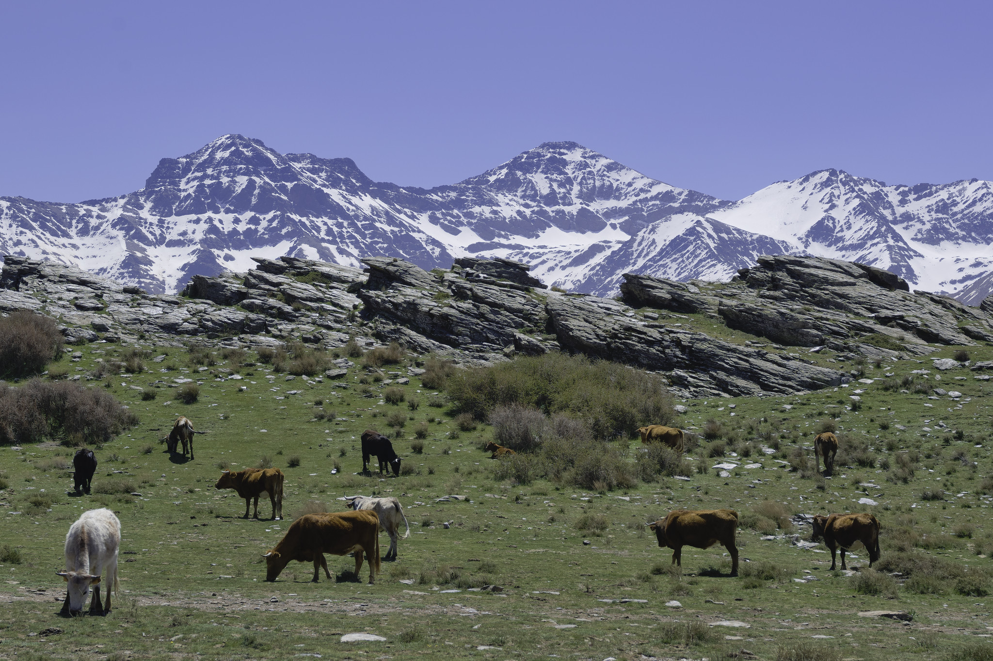 Some brown and white cows graze on grasses in the foreground. Some distant white peaks soar above