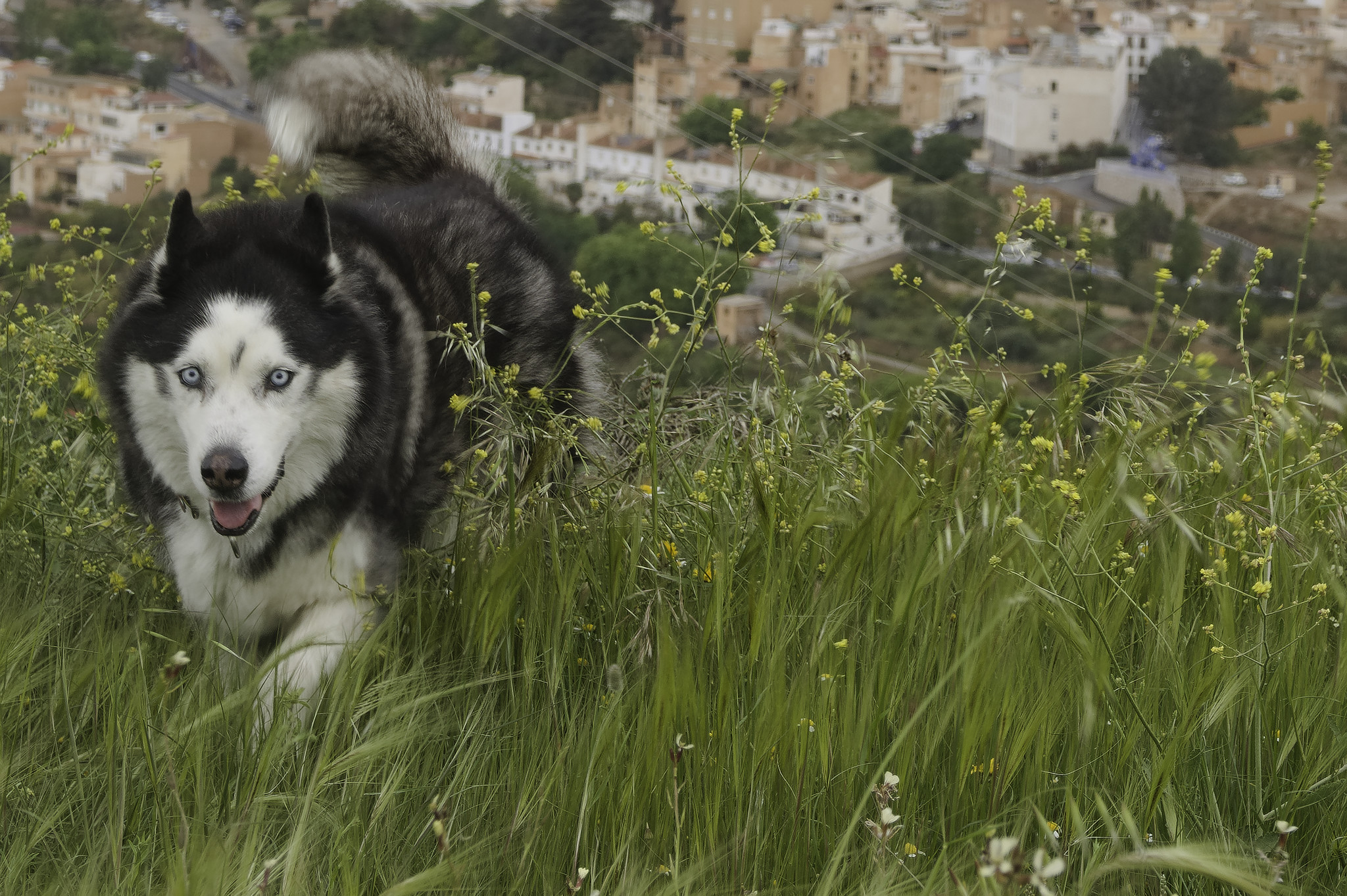 A siberian husky cross with blue eyes walks through an area of wild flowers. A town is behind him