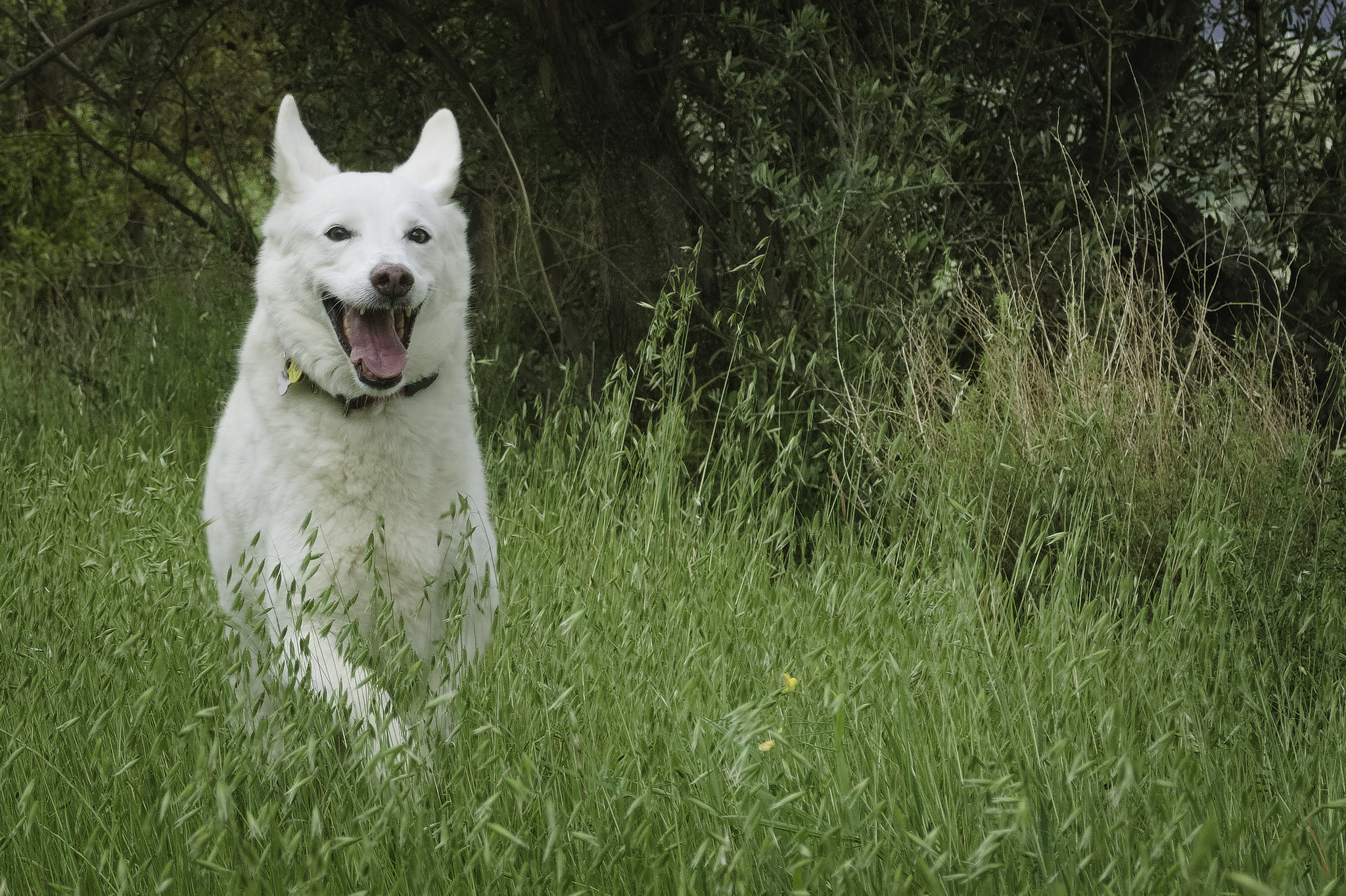 A white dog runs through the tall grasses of spring