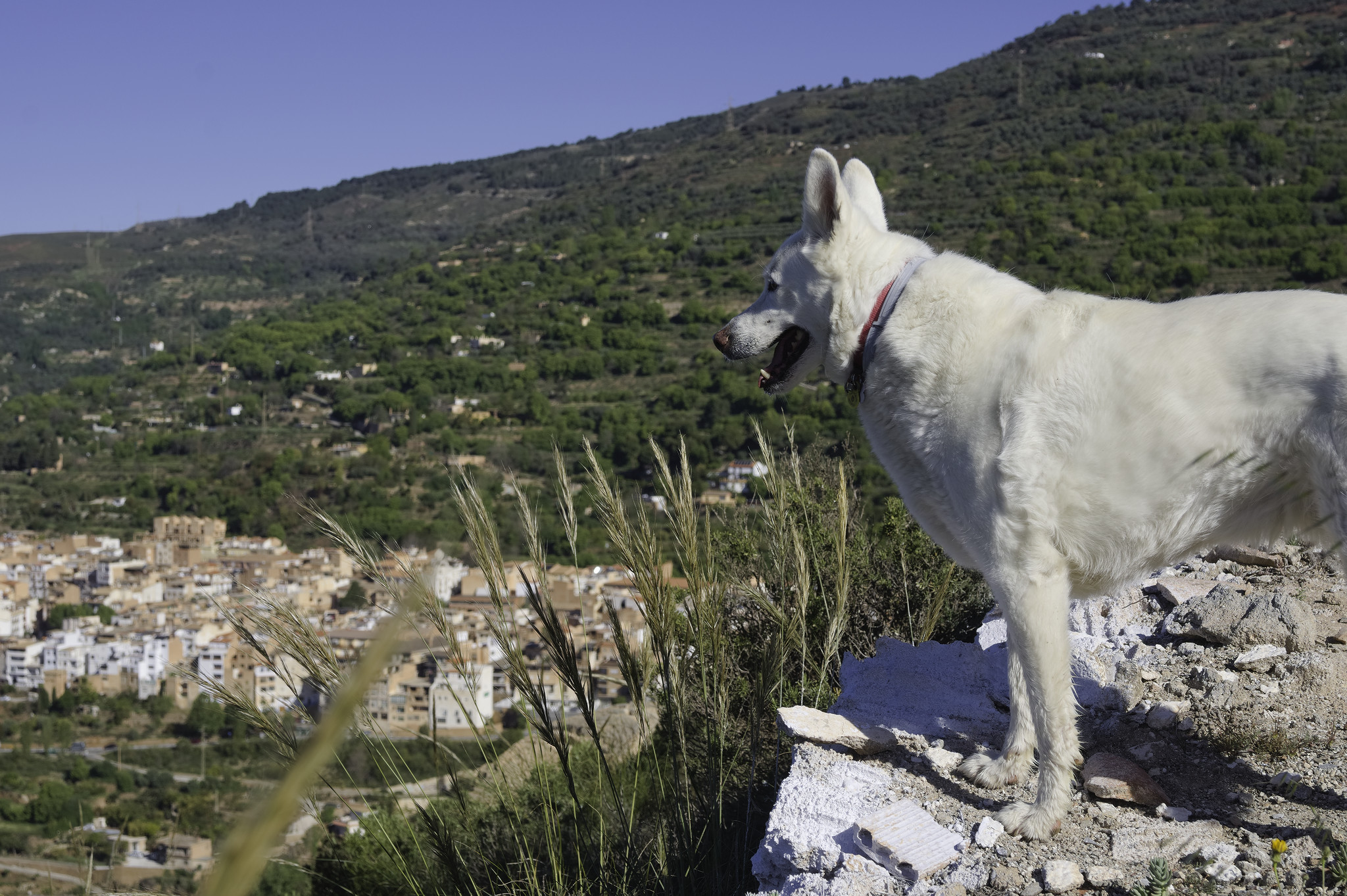 A white dog stands looking down on a small spanish town (Lanjaron(. Blue sky above