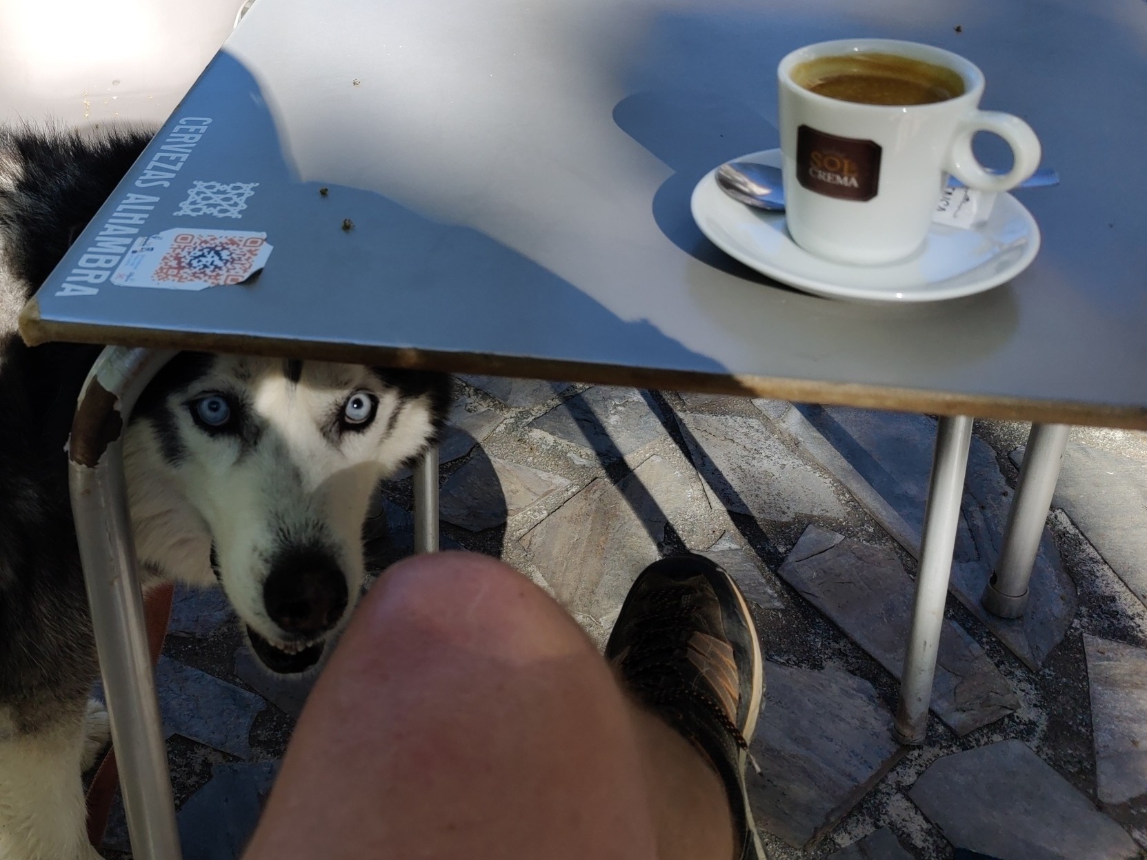 A husky dog with blue eyes looks at the camera from underneath a table with a coffee cup on it