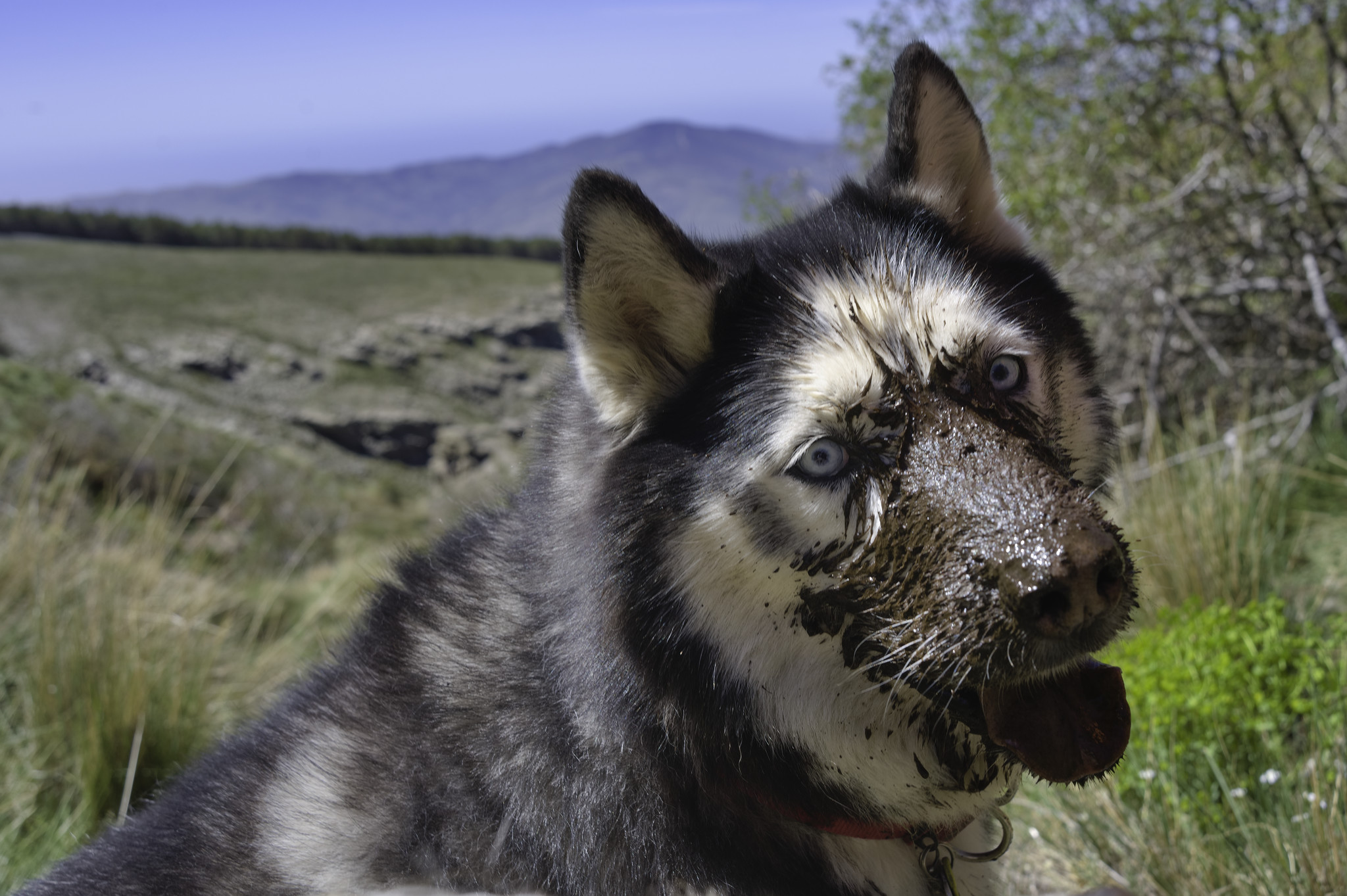 A husky dog looks at the camera. he has blue eyes but a very muddy brown nose