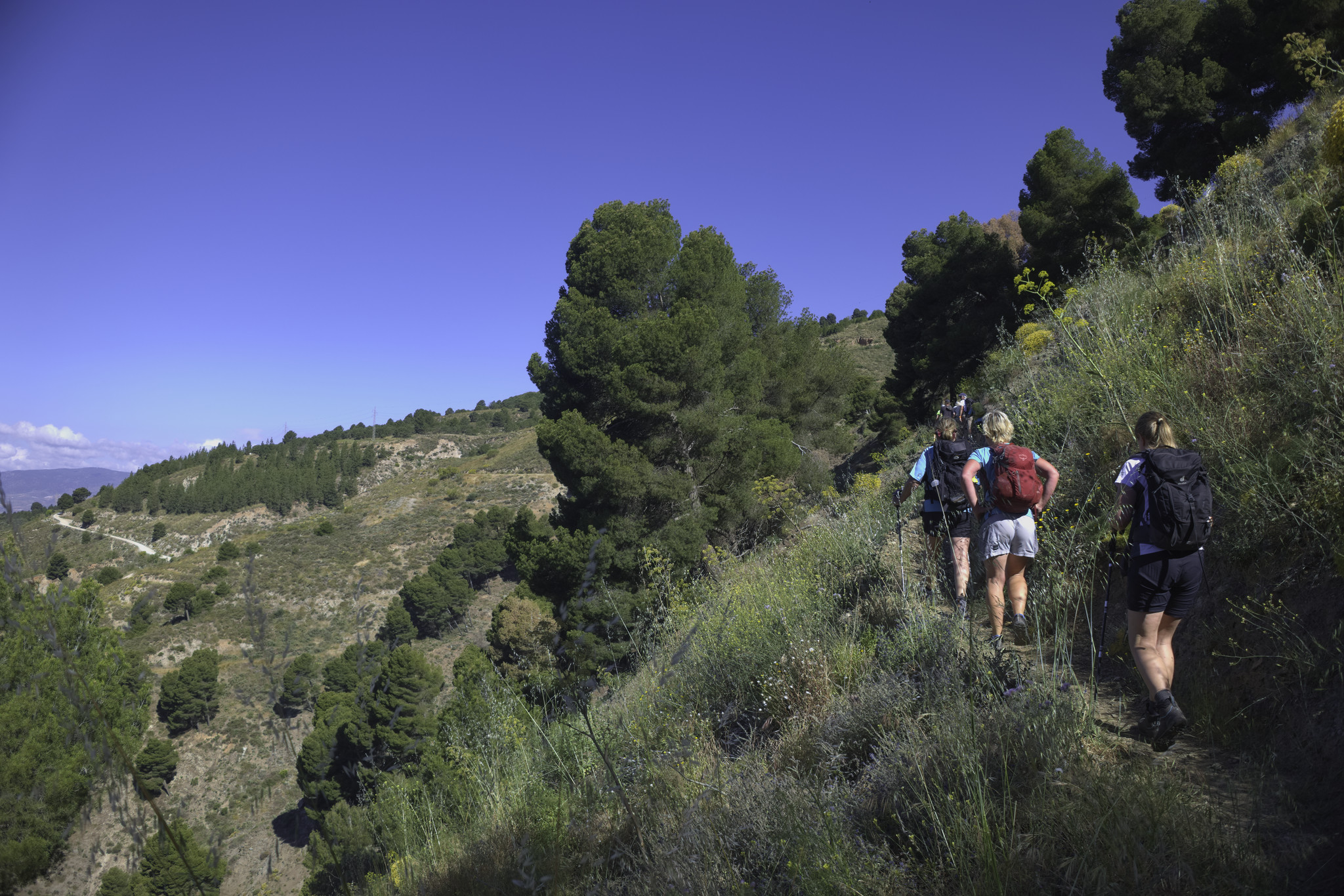 Some hikers proceed along a narrow path walking towards some trees