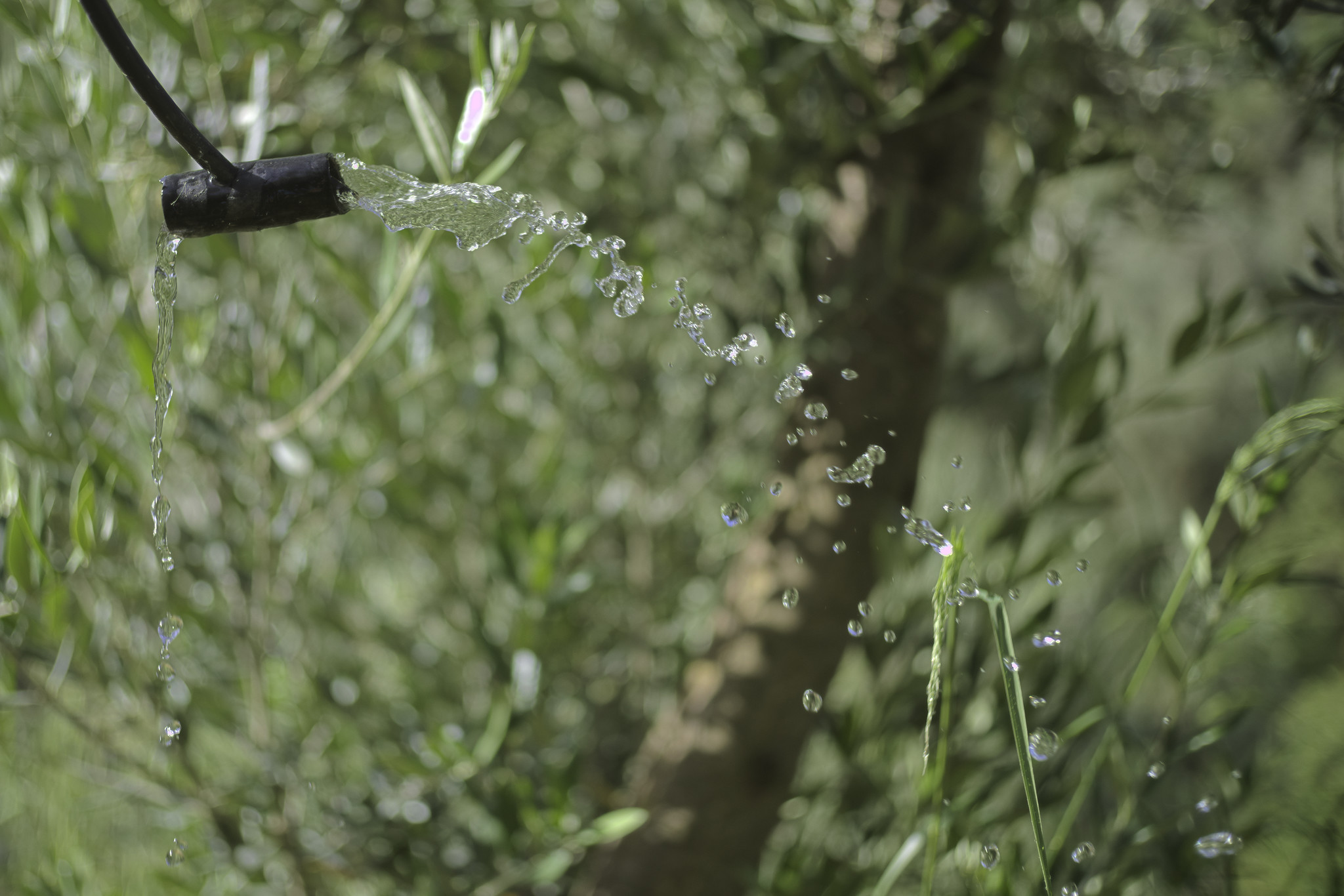 The end of a black pipe spews out water into the green of the garden providing much needed water to our olive trees