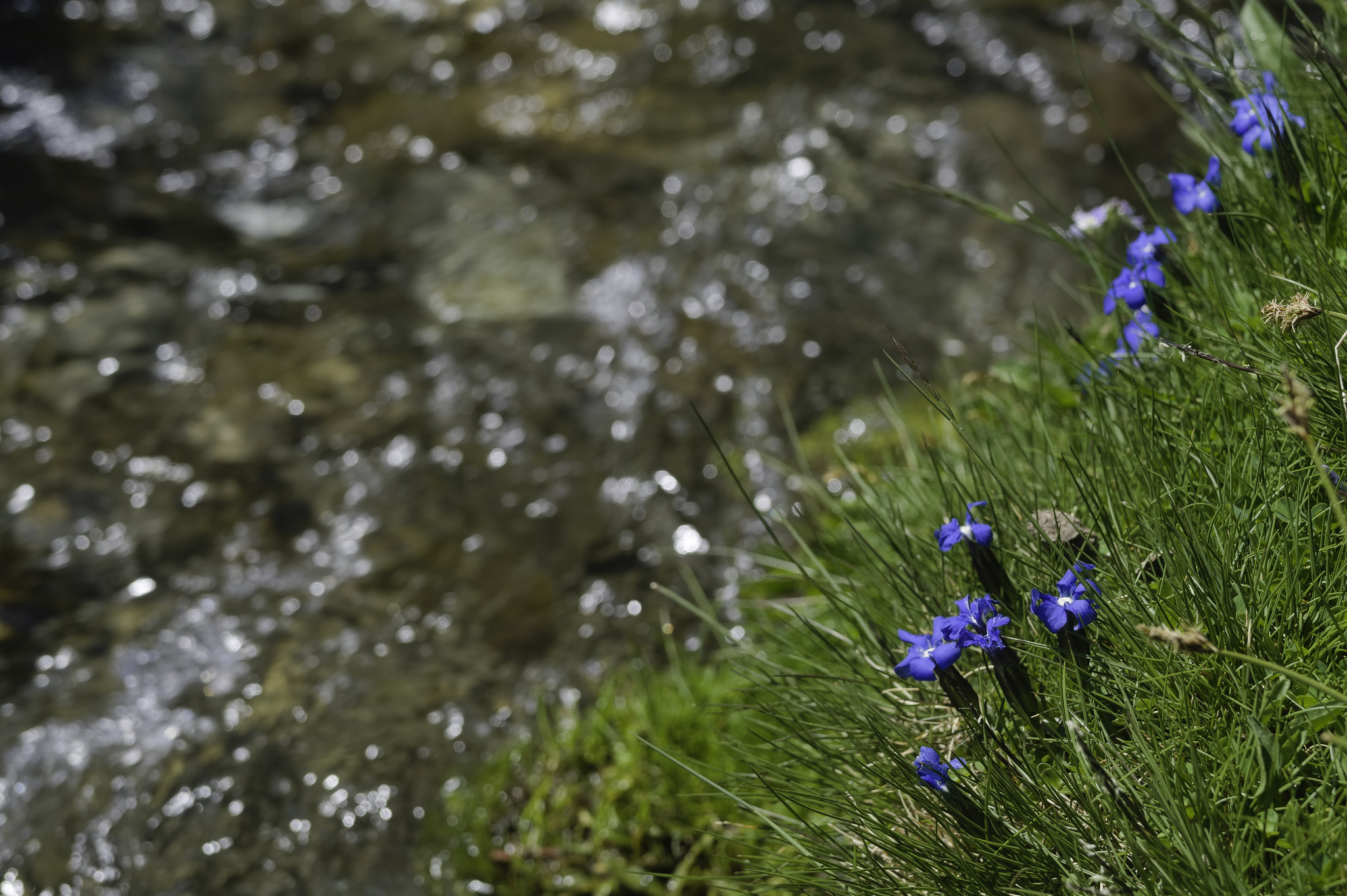 The distinctive blue of the gentian "Gentiana Sierrae"