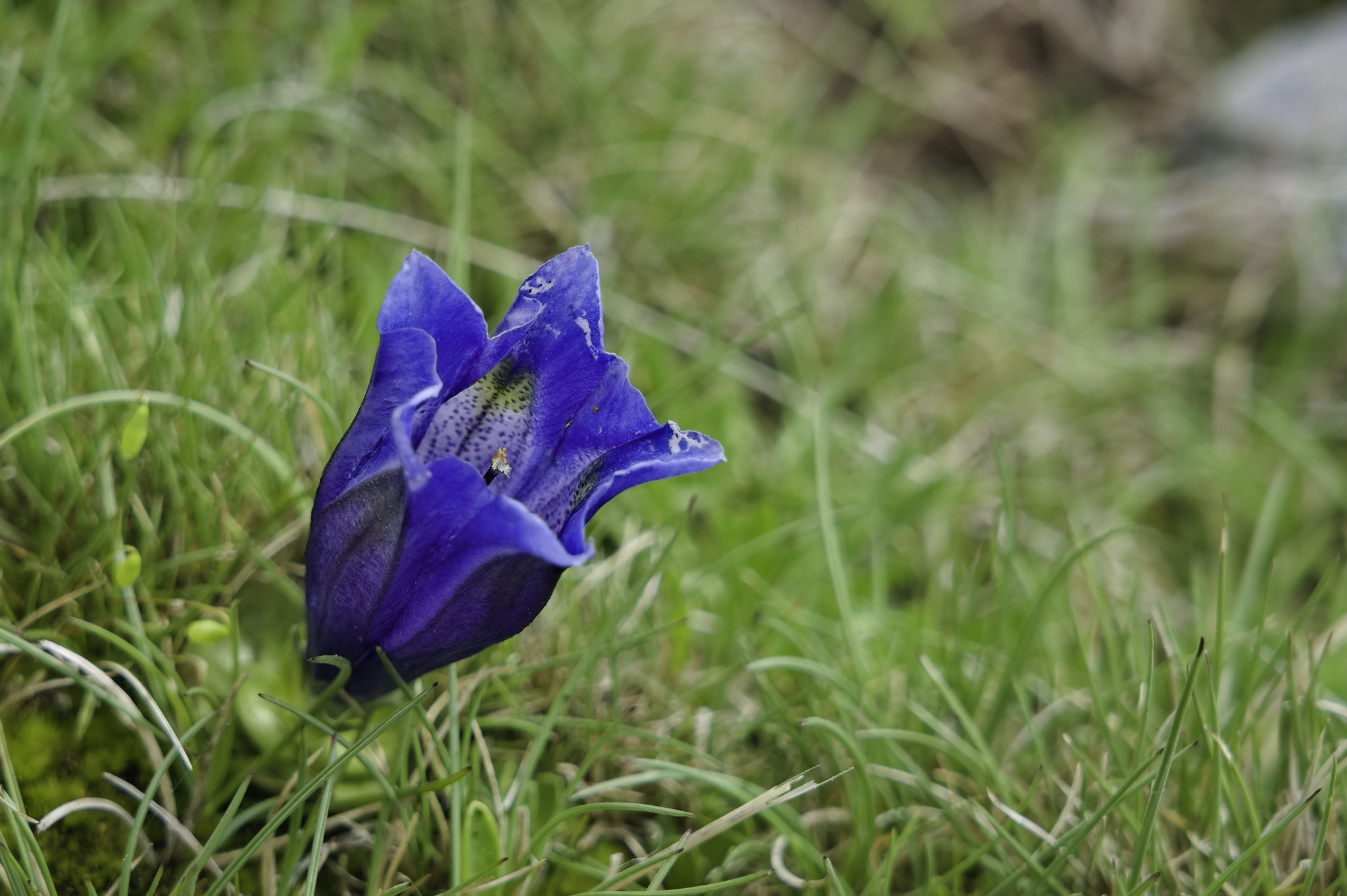 A bright blue flower shaped like a trumpet emerges from the green grasses of the hillside