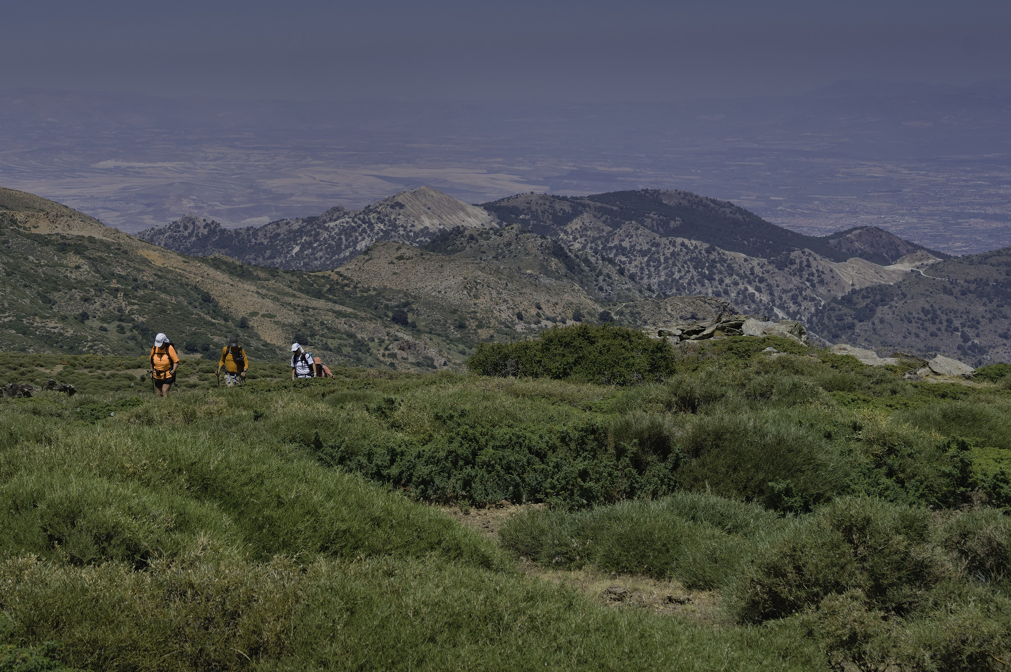 Hikers wading through waist high green shrubery