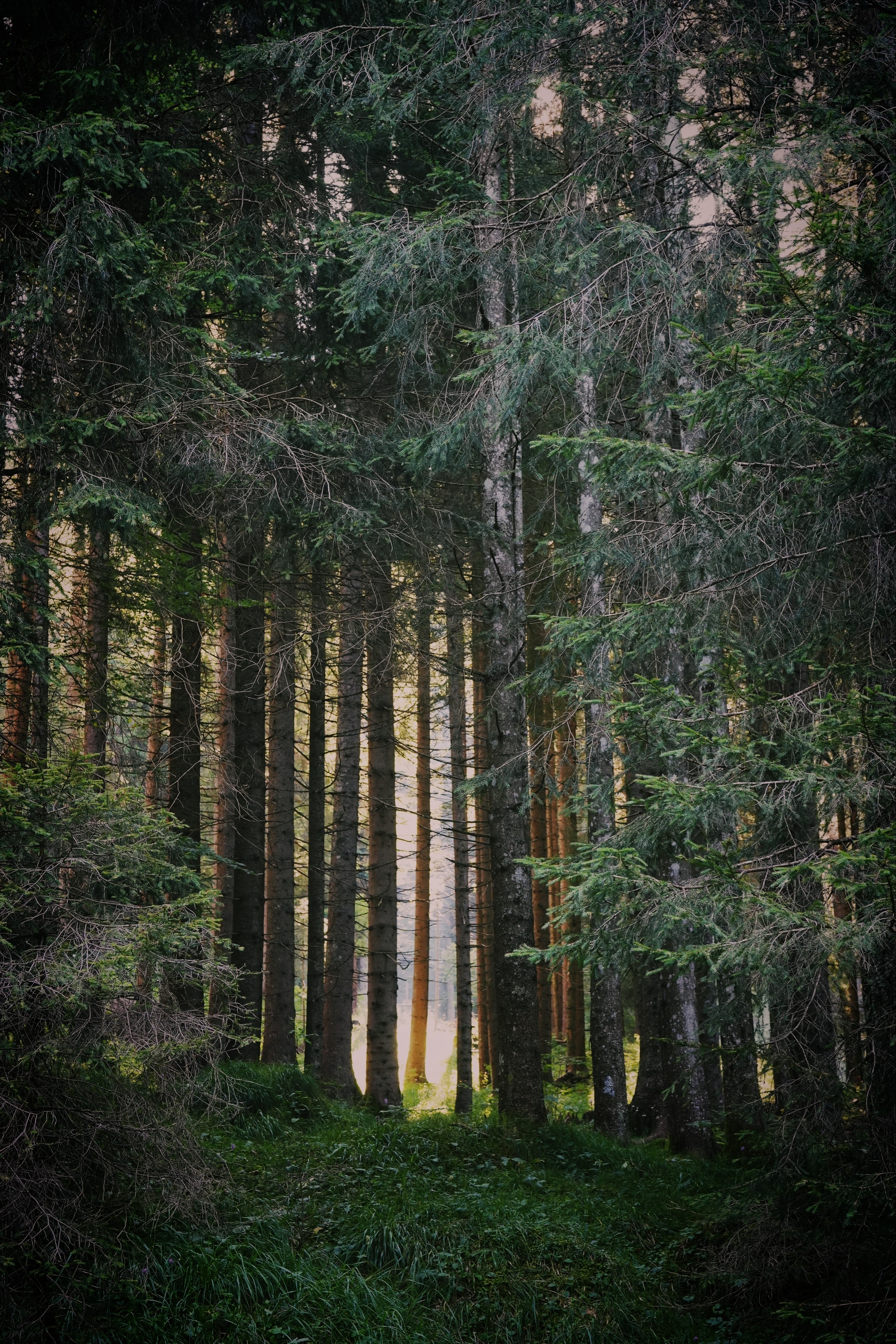 A gap in some large pine trees in a forest suggests a warn sunny opening ahead