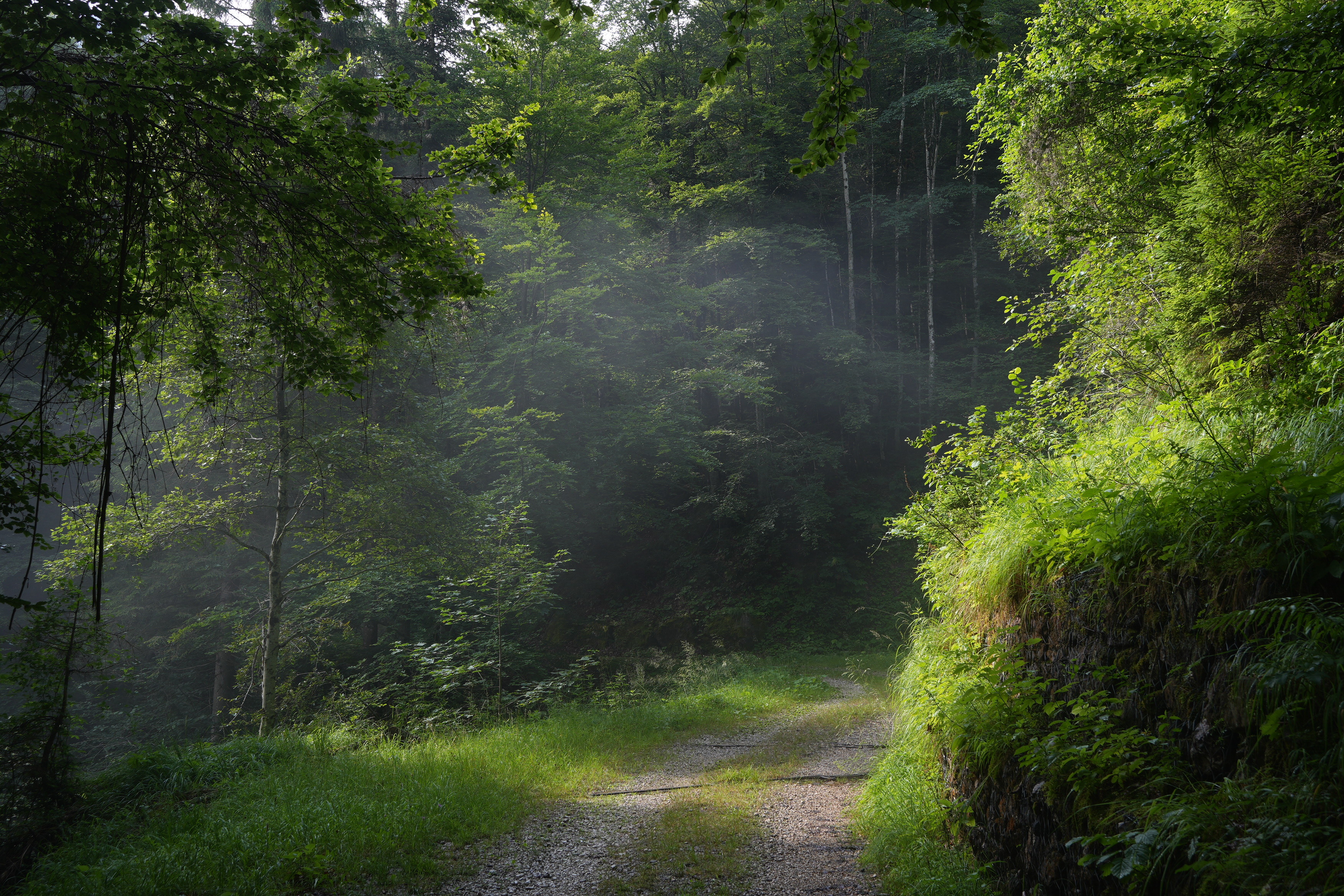 Sunshine and morning mists illuminate a shadowed forest track