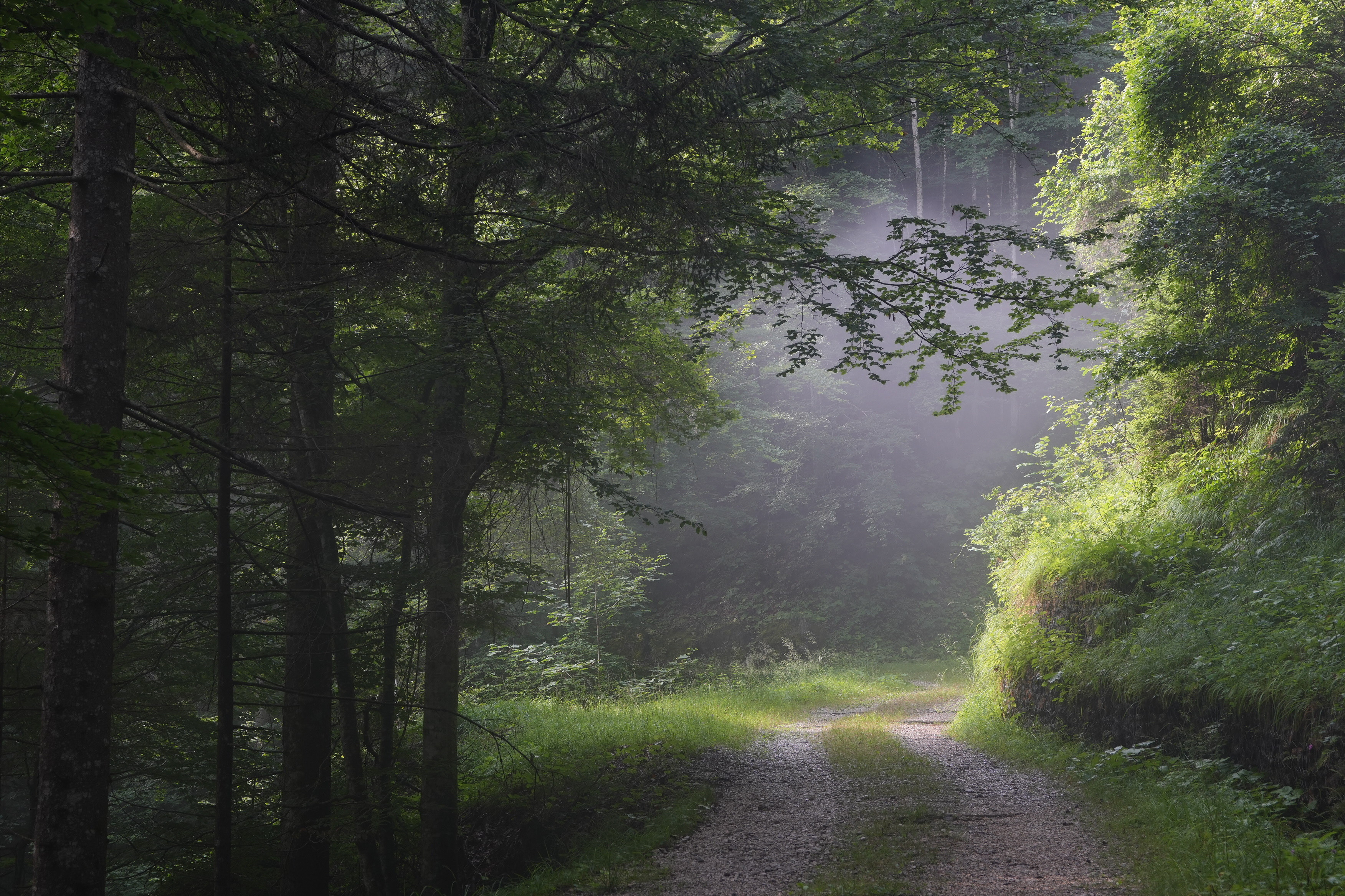 Sunshine and morning mists illuminate a shadowed forest track