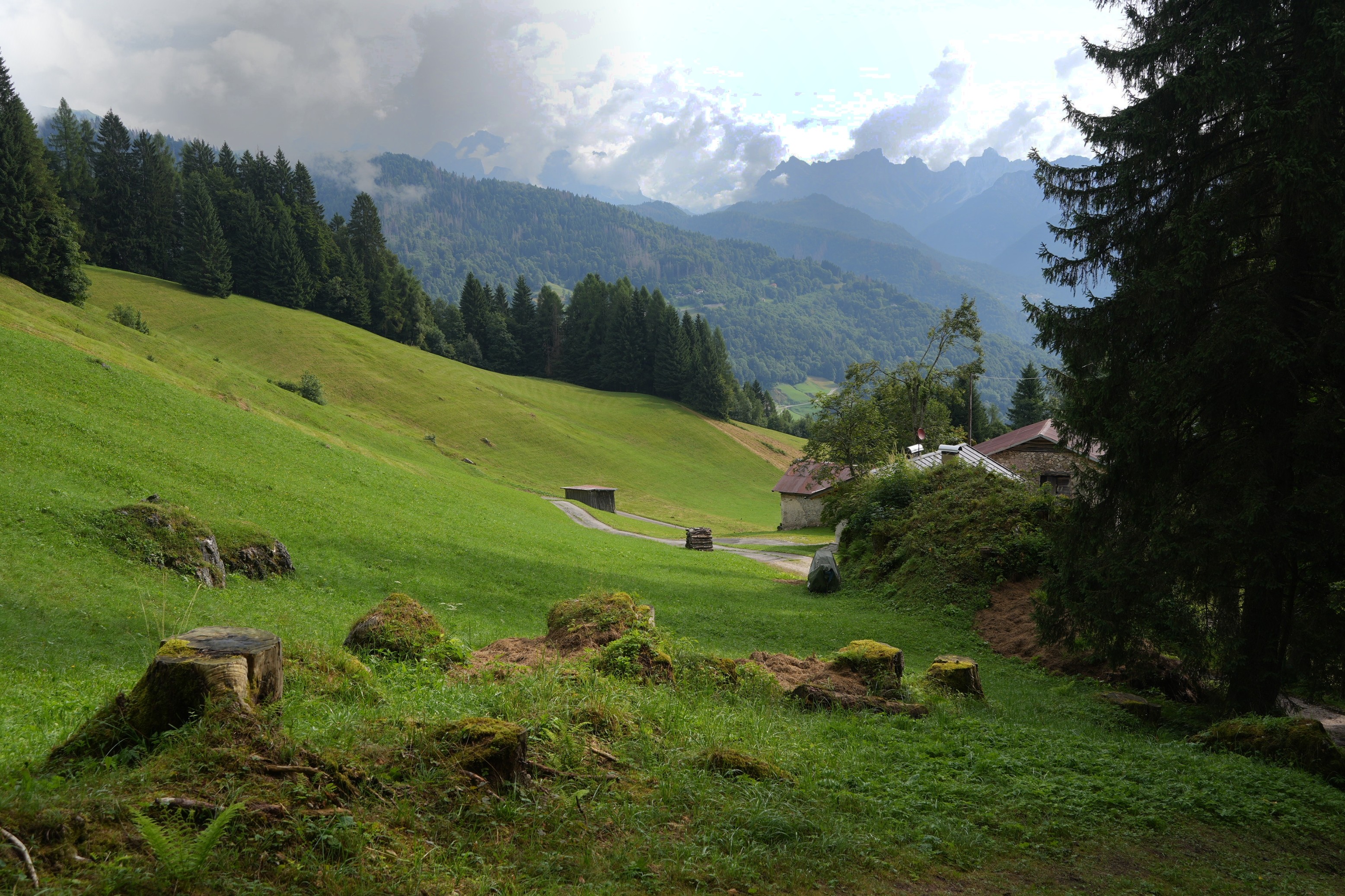 A green alpine pasture with some the stumps in the foreground. Behind some mountains with cloud