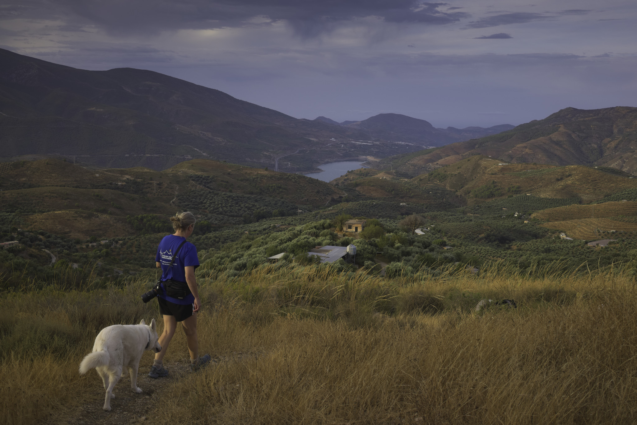 A person in blue t shirt with white dog stroll along a trail with golden grasses. A small farm sites in a green olive grove in mid distance. Beyond lies a lake with hills beyond