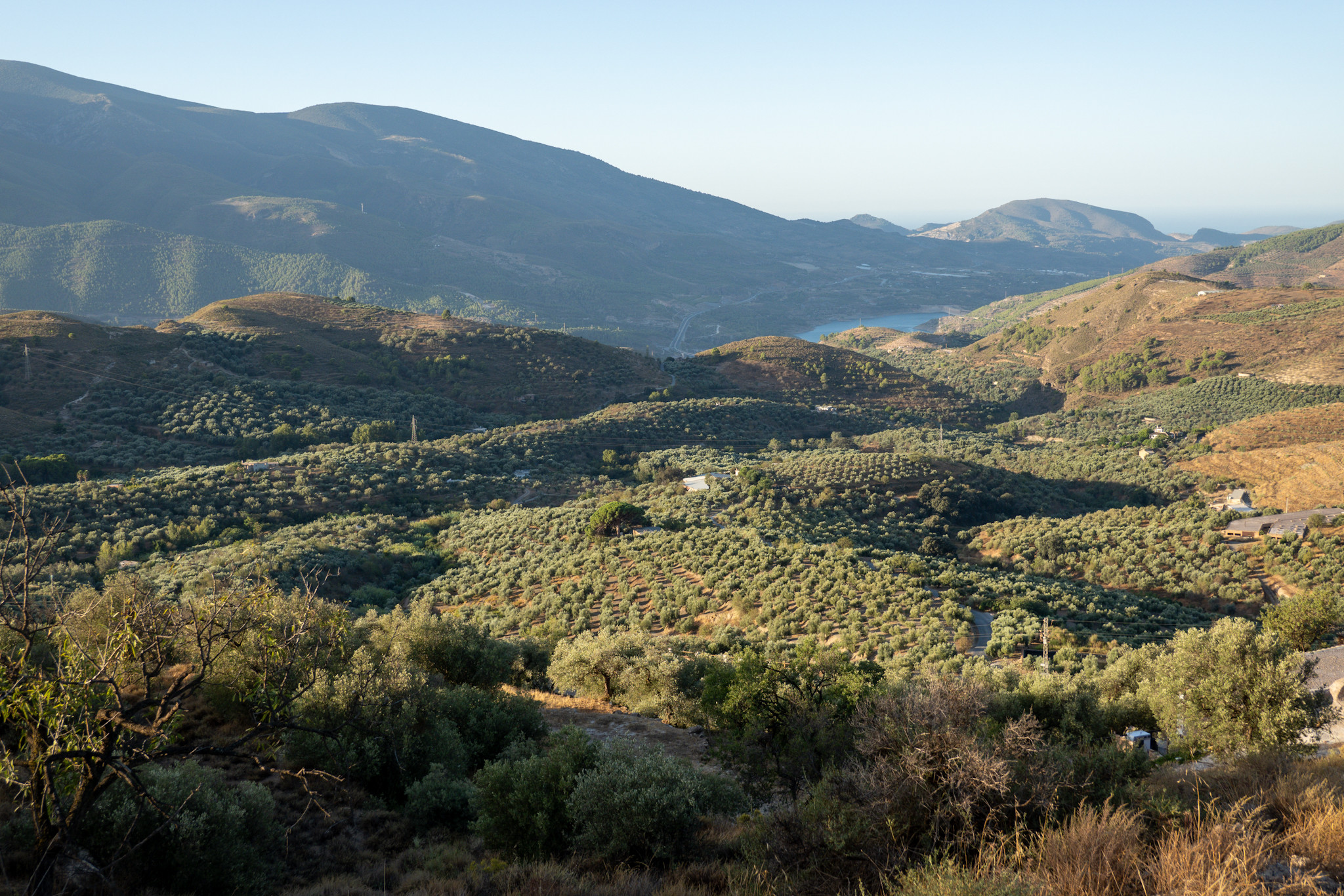 Lines of olive groves lit up in the morning sun. In the distance a reservoir and the Mediterranean sea