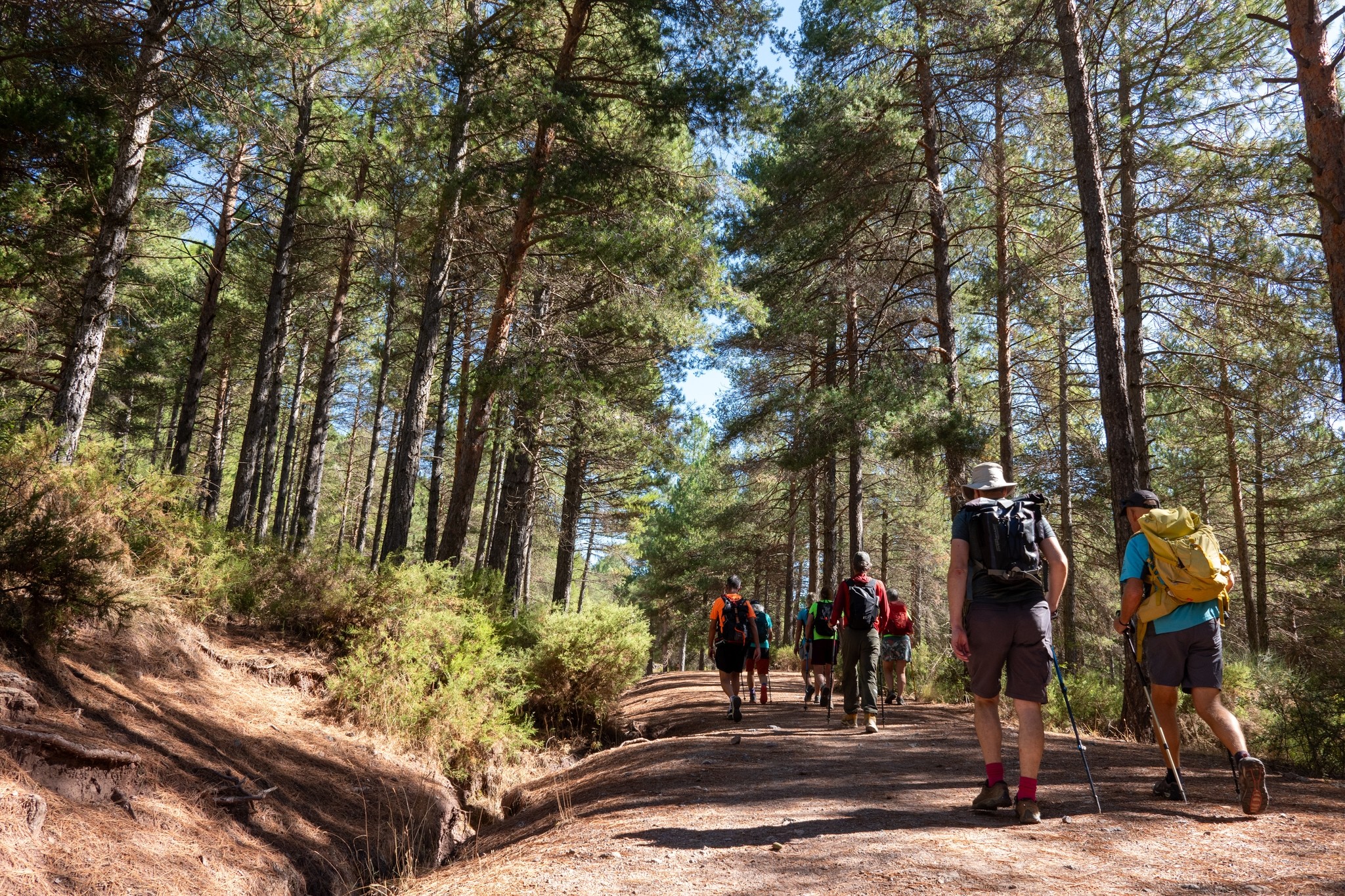 Hikers pass along a wide forest trail