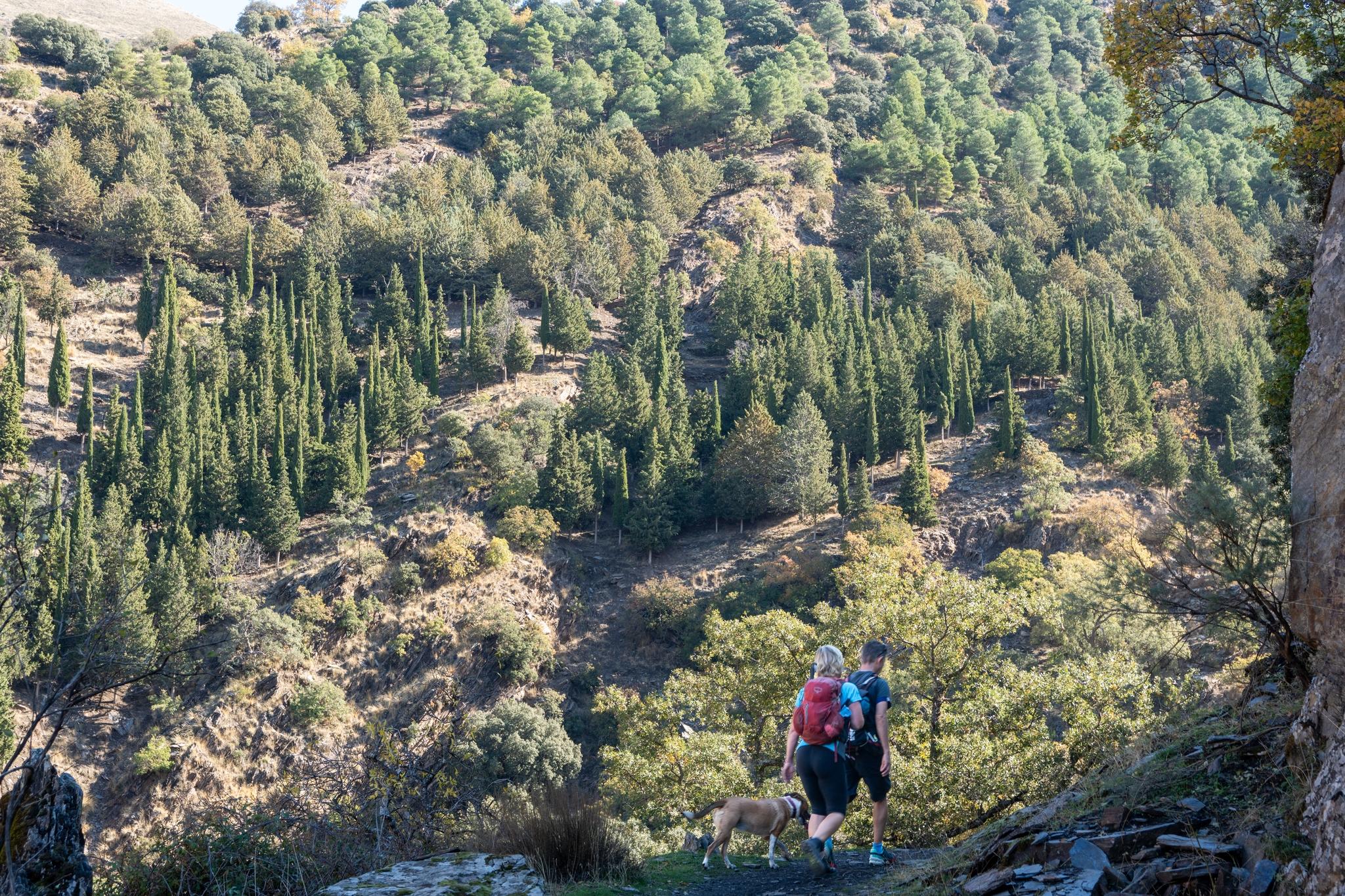 Two hikers on a trail at the bottom of the image with a backdrop of pine trees 