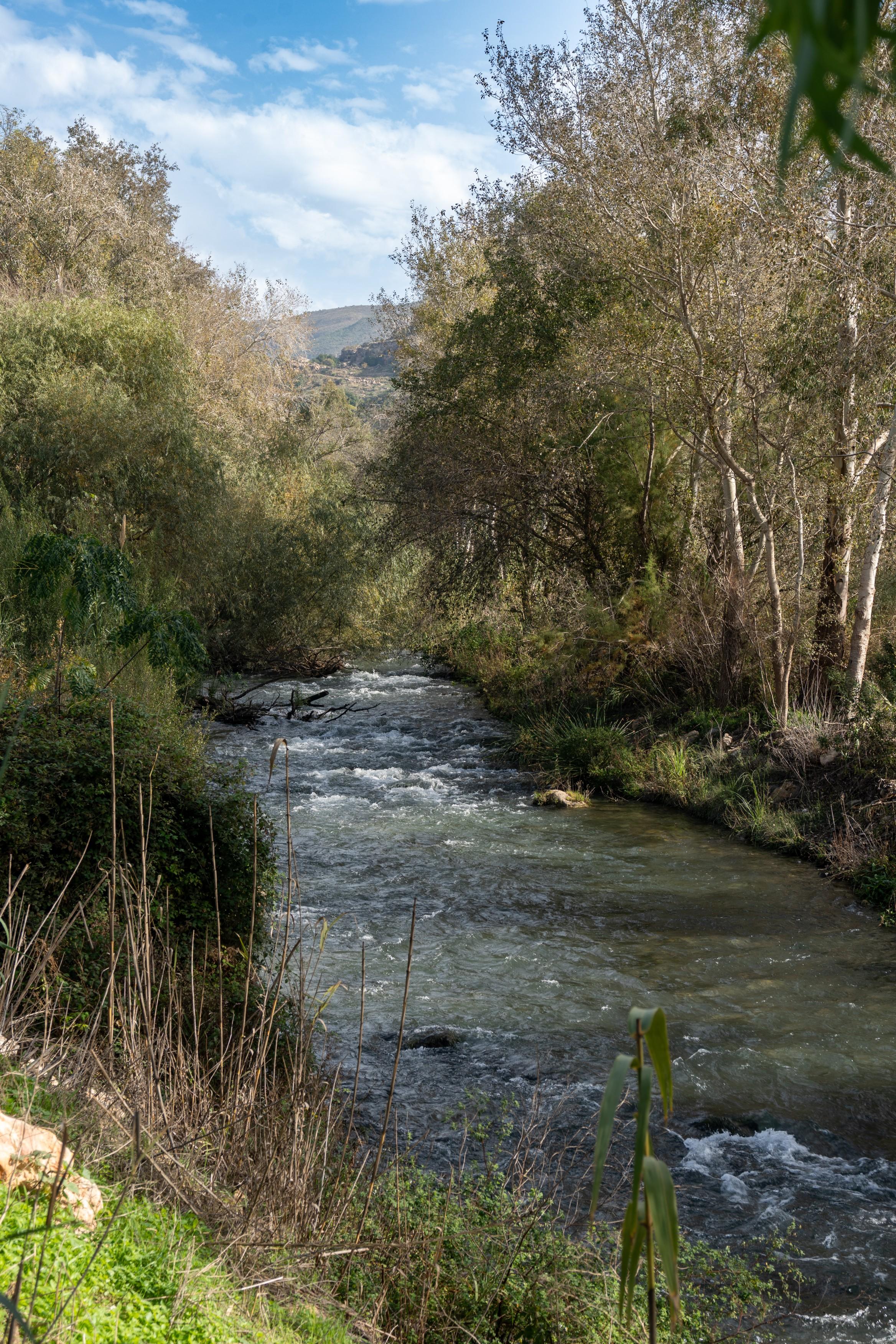 A river ends its way downstream with a lush variety of trees lining the banks