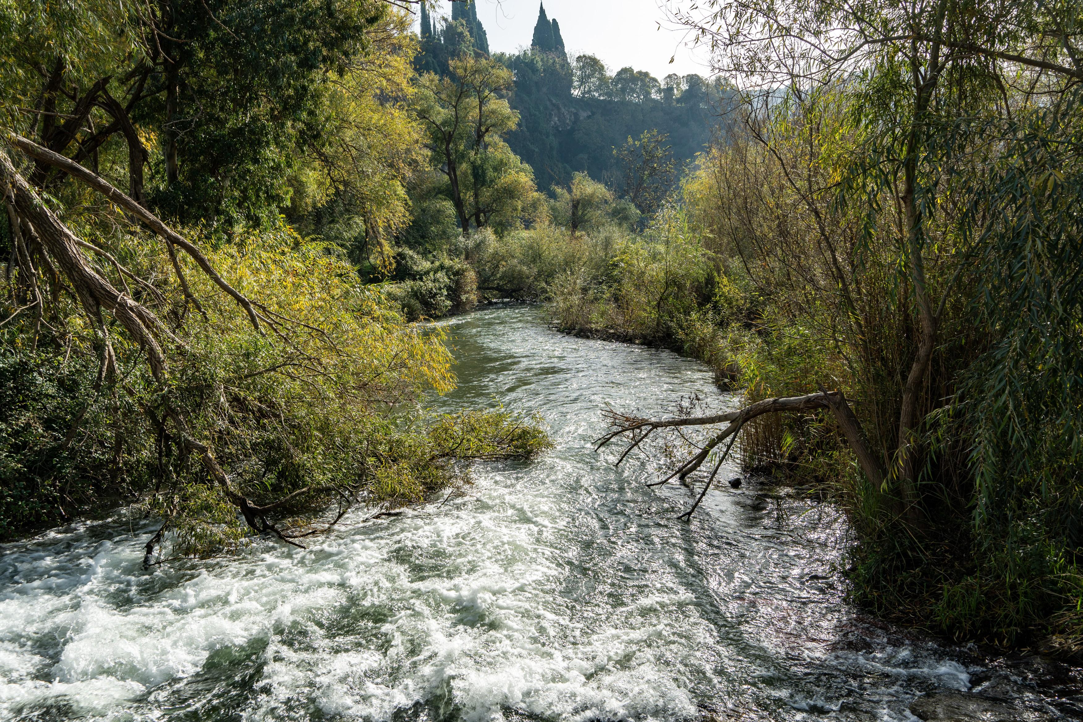 A river ends its way downstream with a lush variety of trees lining the banks