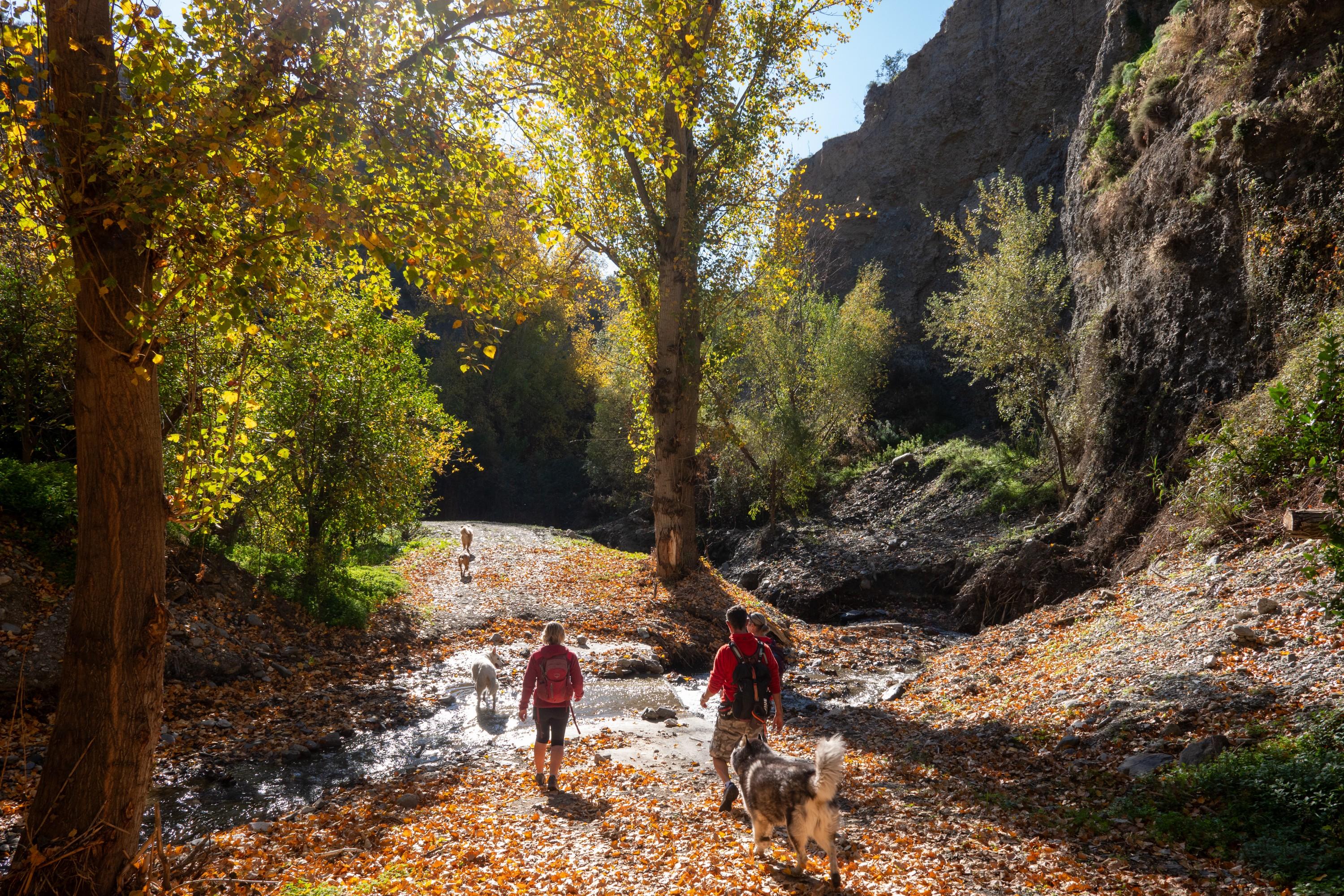 Hikers about to cross a small stream with some auyumn colors trees to the left