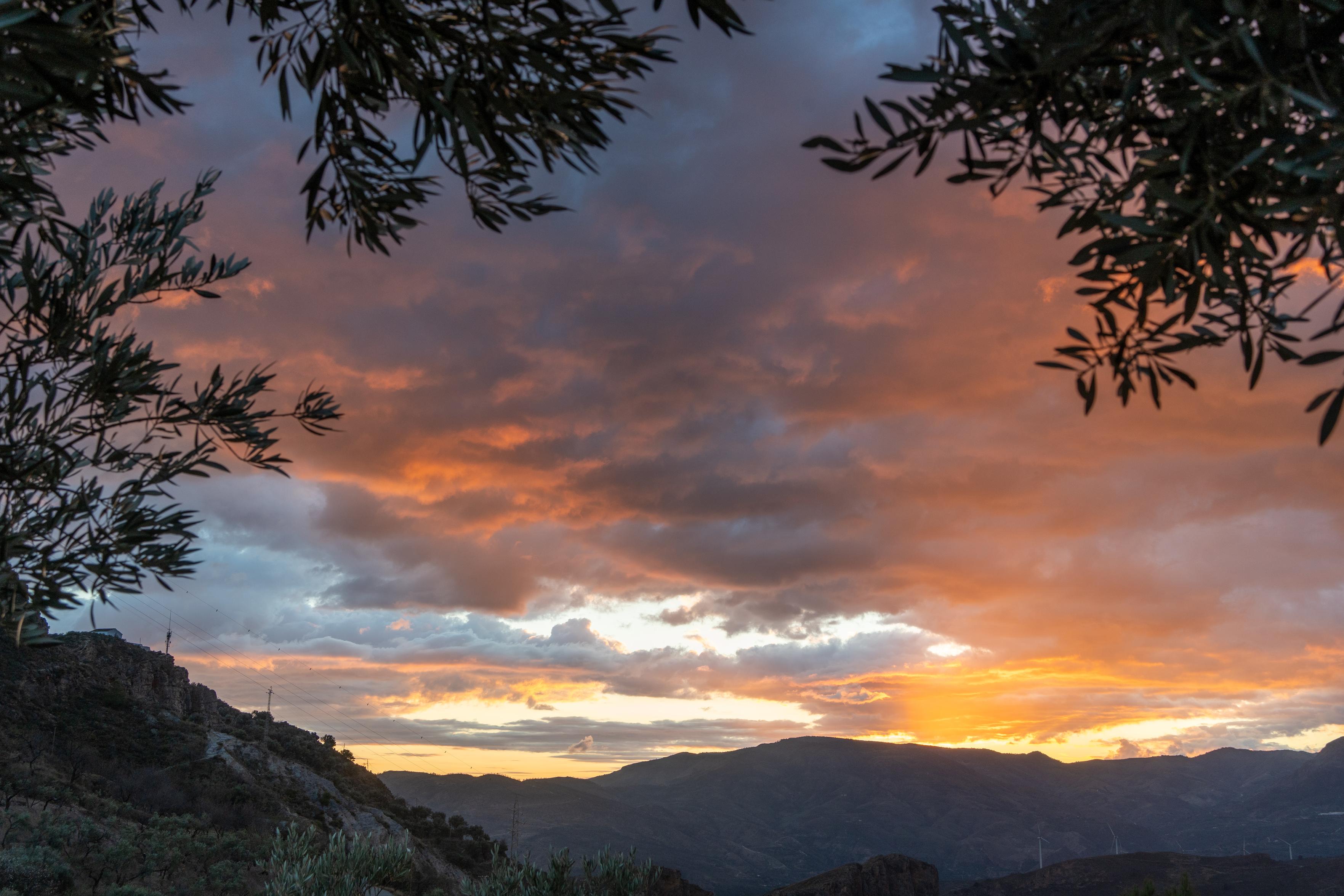 Multi colored sunset skies are framed by some olive trees and hills