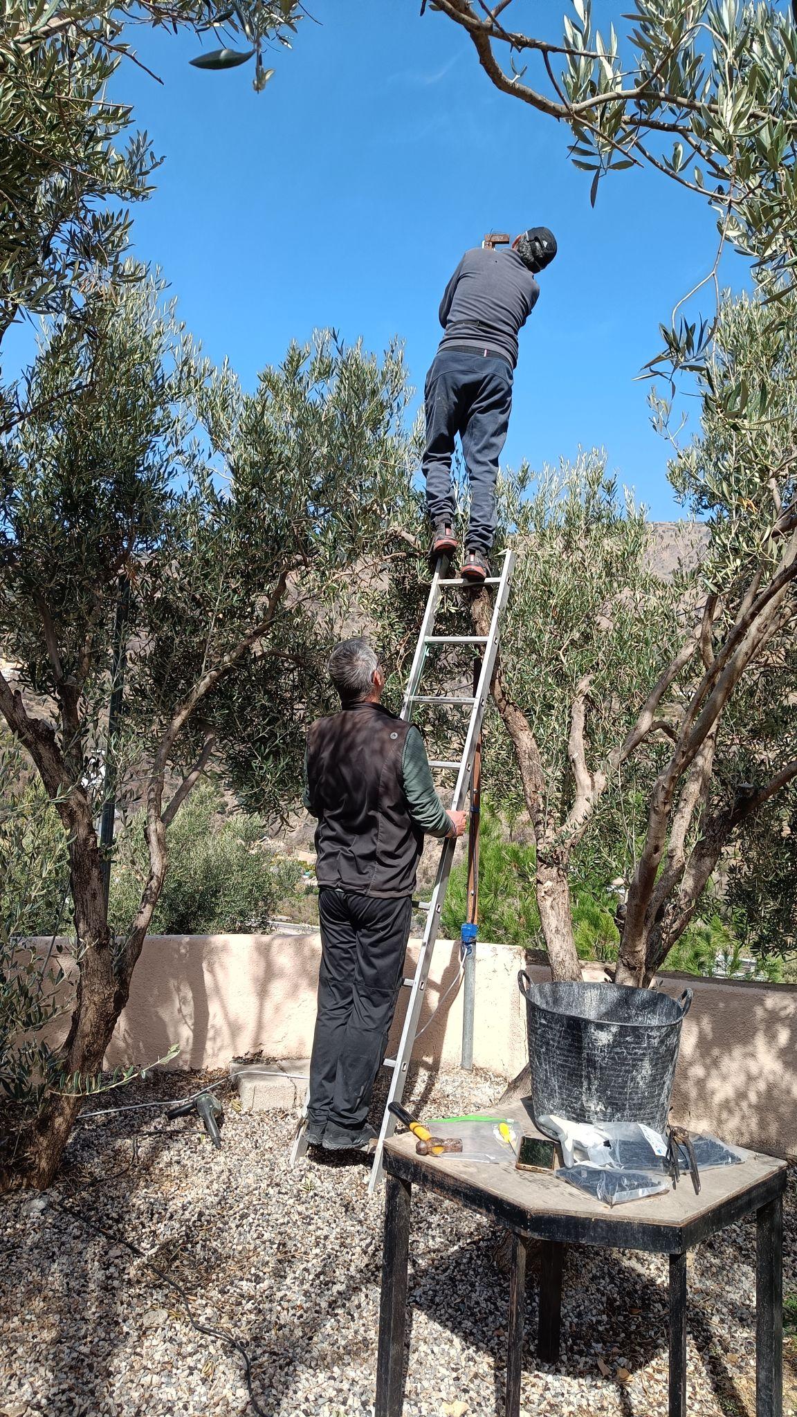 A man holds a ladder whilst a person is at the top working above some trees