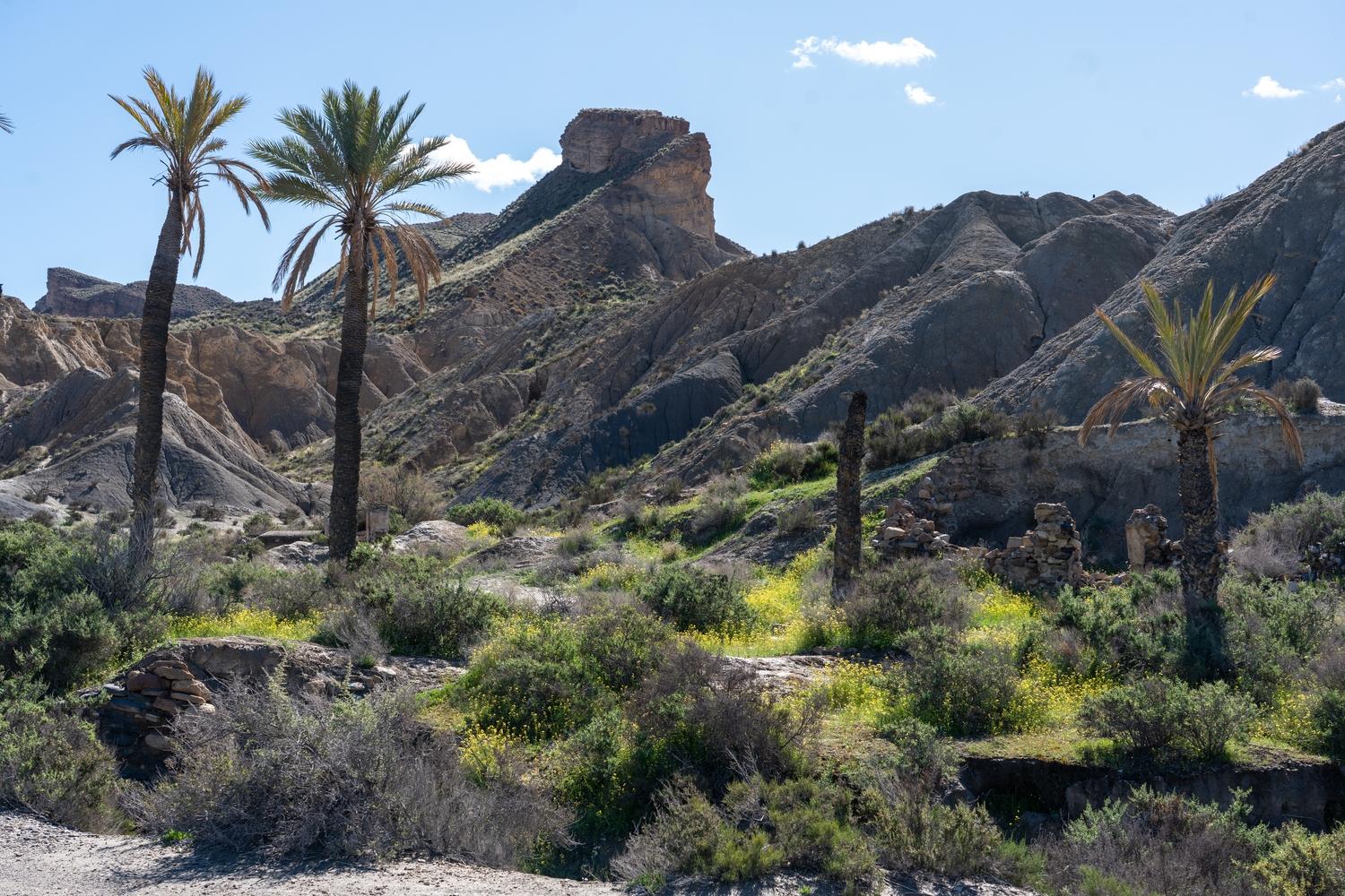 Amid some dry arid badland scenery grows grasses and plants inspired by recent rains