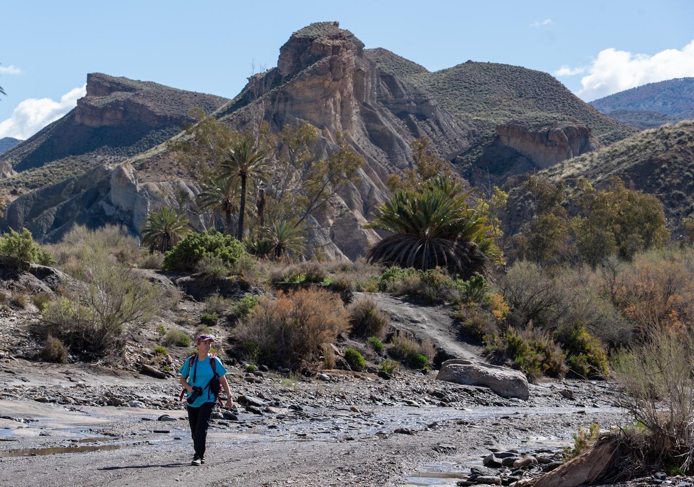 Typical scenery in the Tabernas desert. Arid badlands contrasting with vegetation in the "Ramblas". These palm trees were the scene for the oasis scene in Lawrence of Arabia