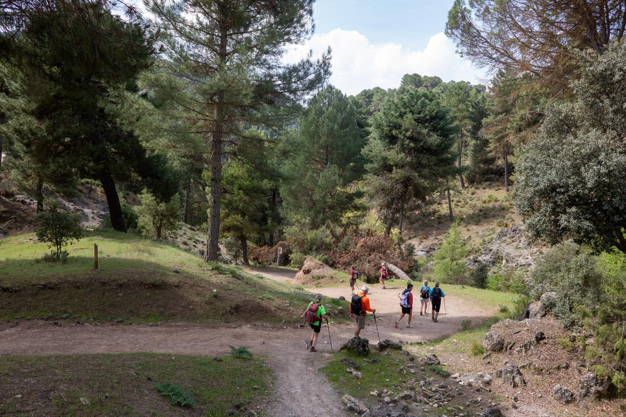 Group of hikers passing through some forest trails