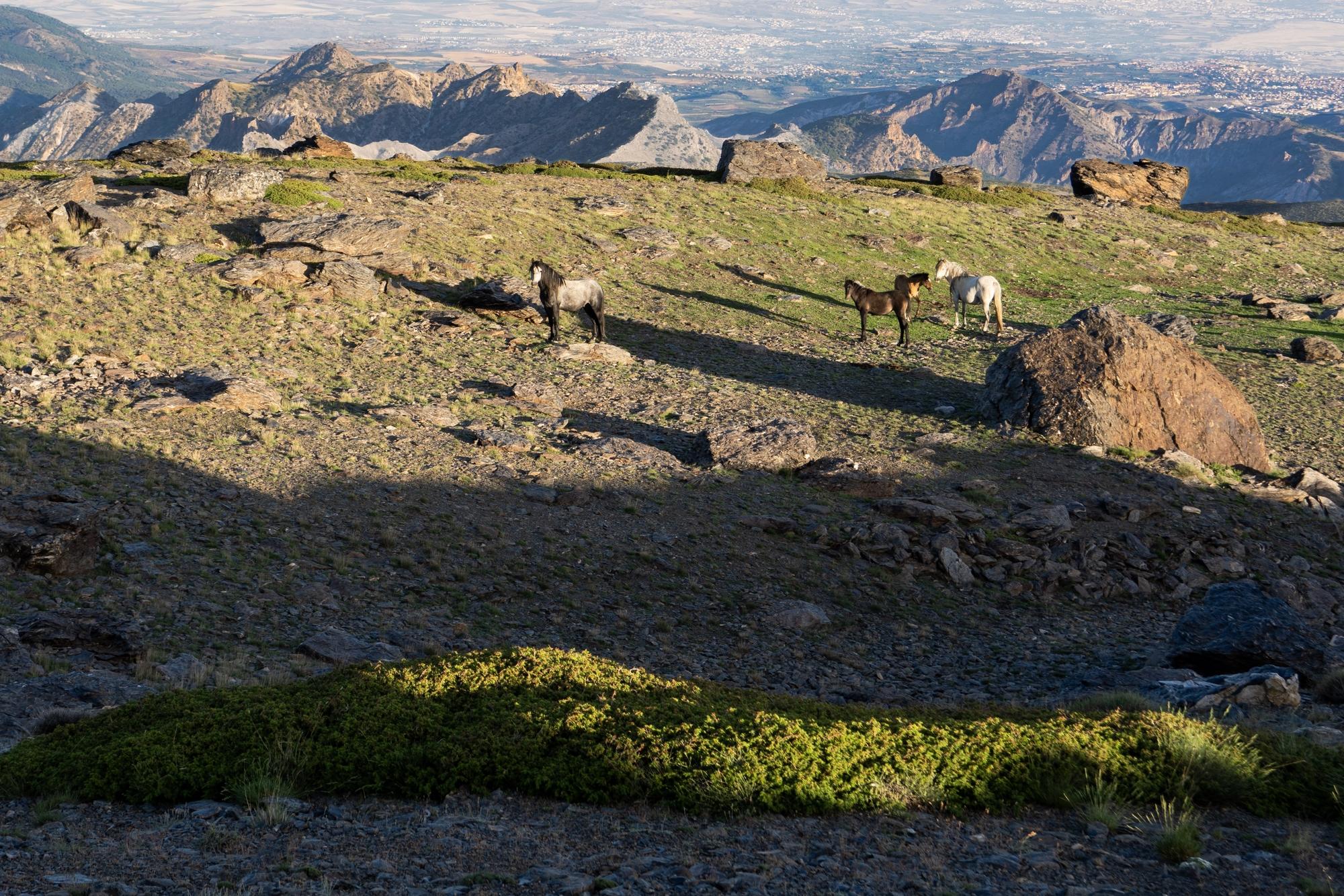 Wild ponies stand on a grassy plateau in the Sierra Nevada mountains