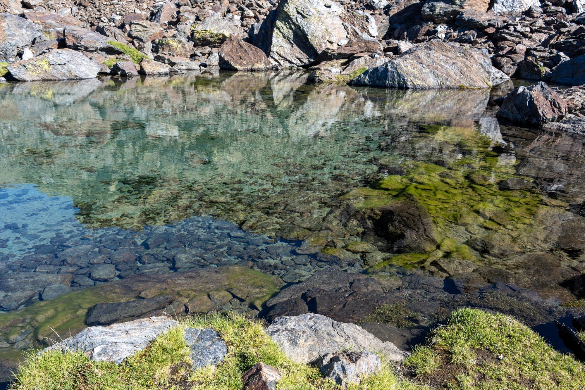 Green algae carpet the floor of a mountain lake.