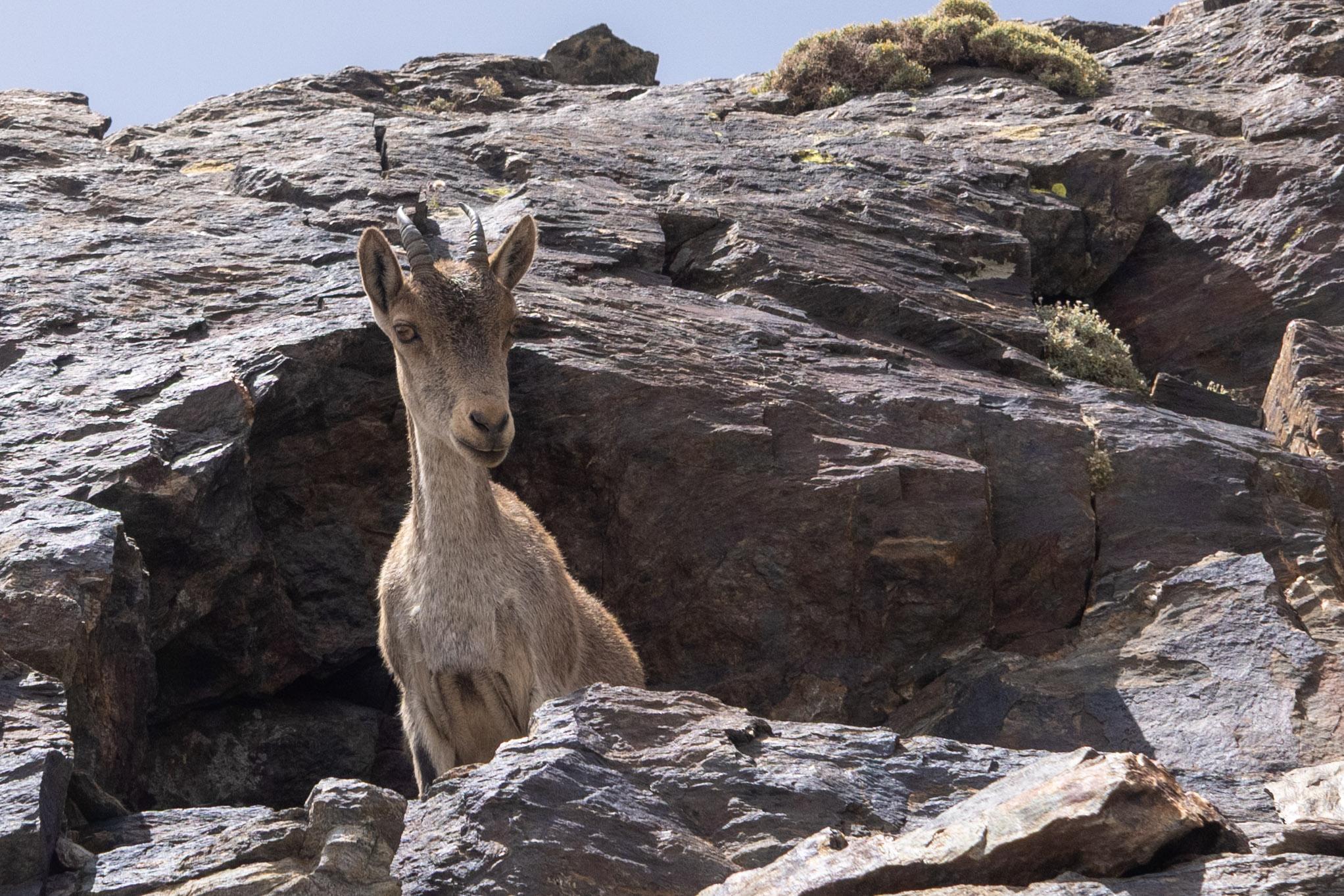 An Iberian Ibex peeks out of a cave