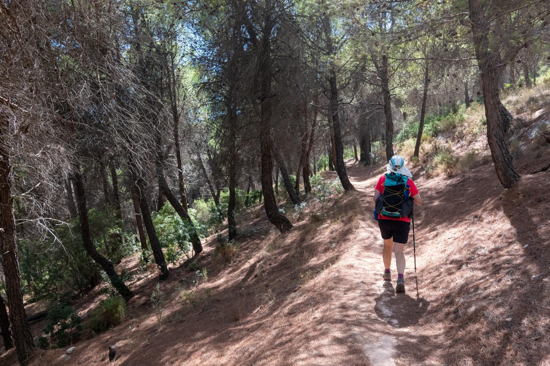 Person on a path hiking through a pine forest