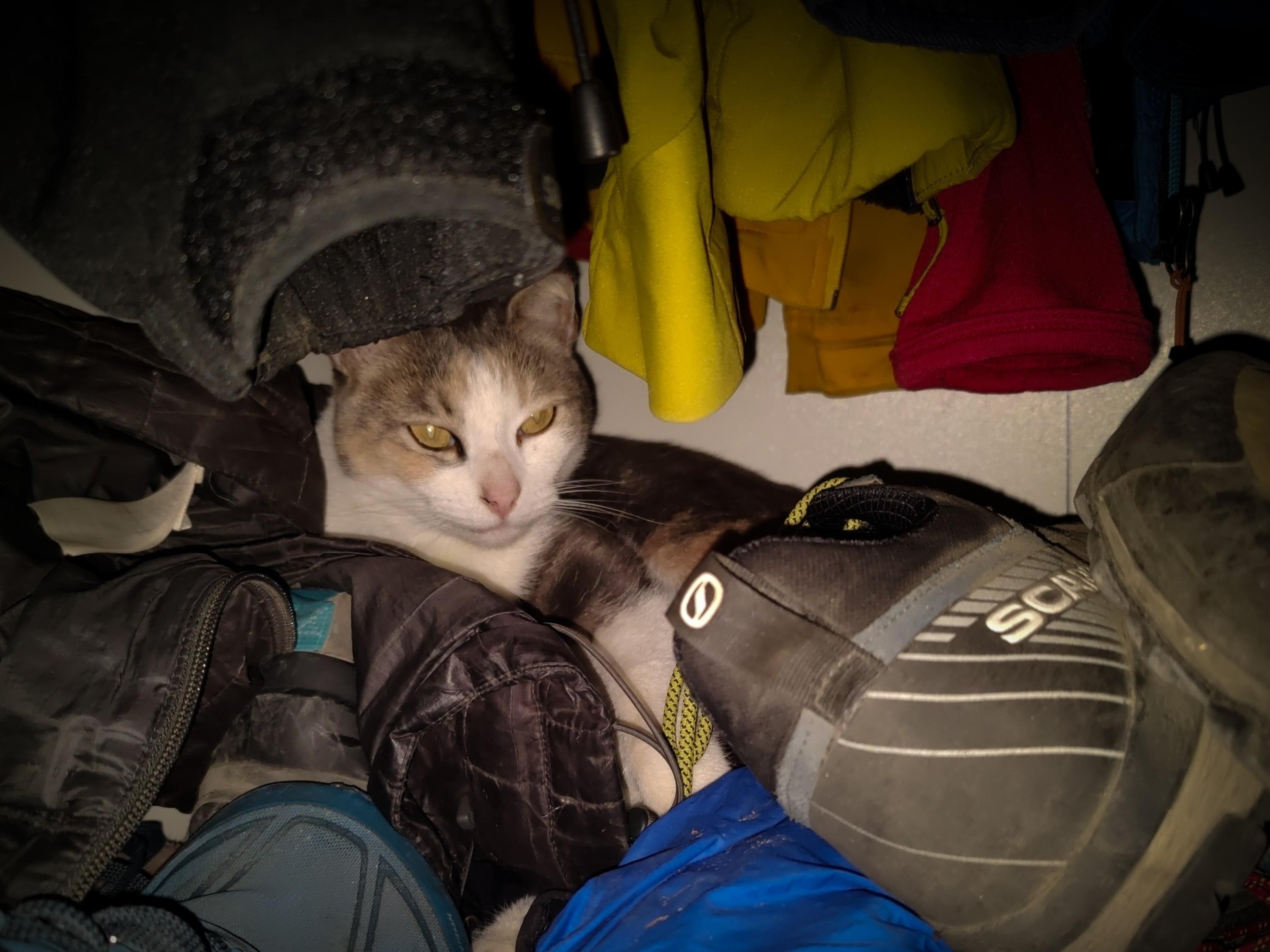 A brown and white cat snuggles down between old hiking boots and clothes