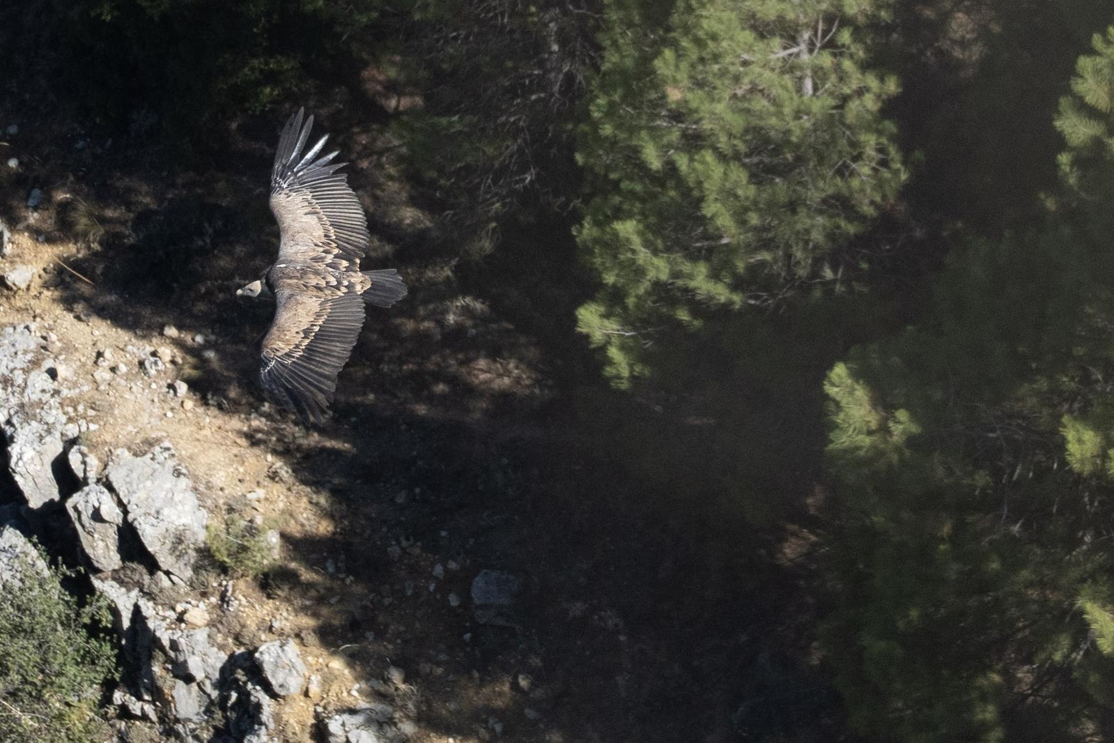 Shows a Griffon Vulture in flight over green terrain