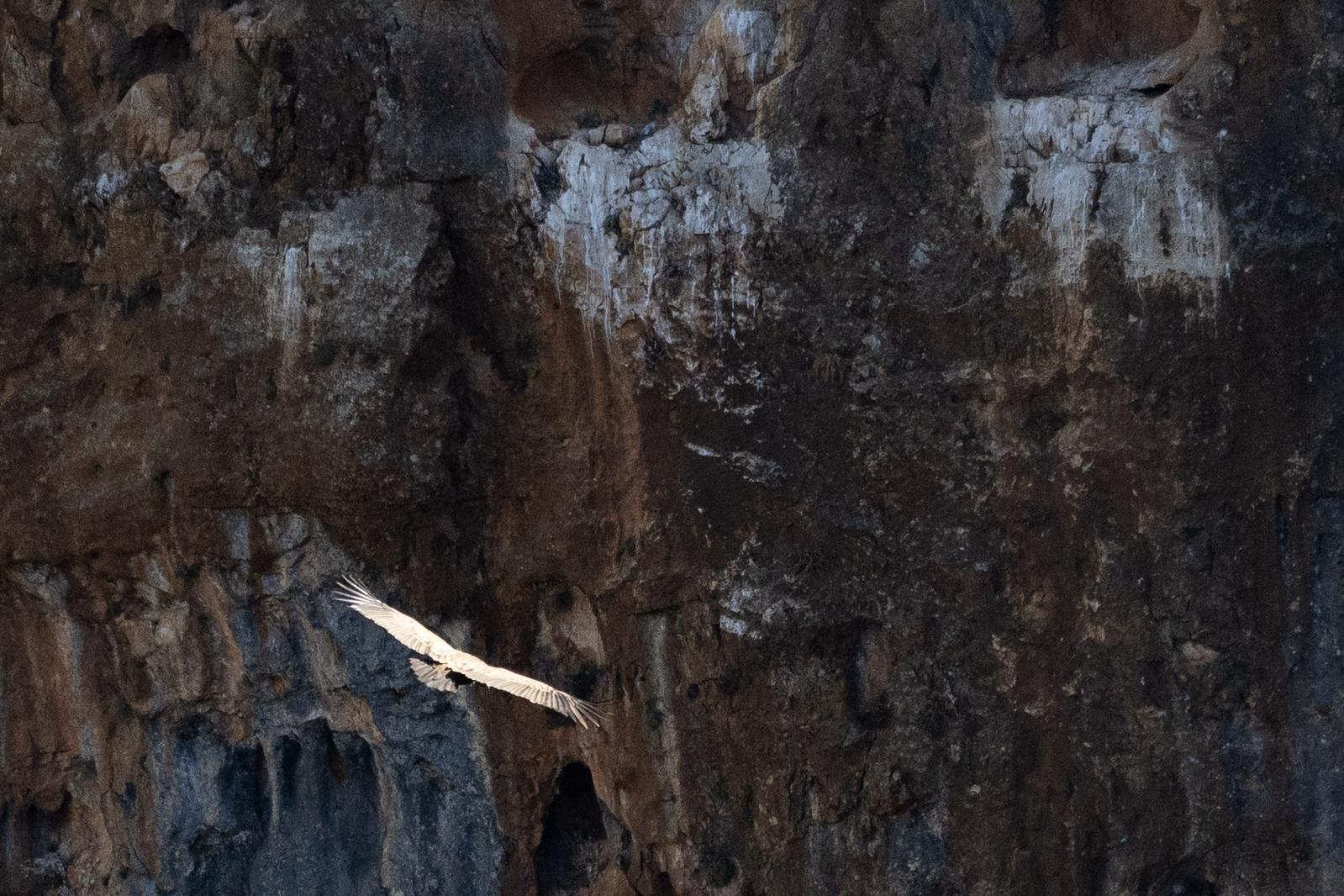 Shows a Griffon Vulture in flight with vertical rocky cliffs behind in shadow