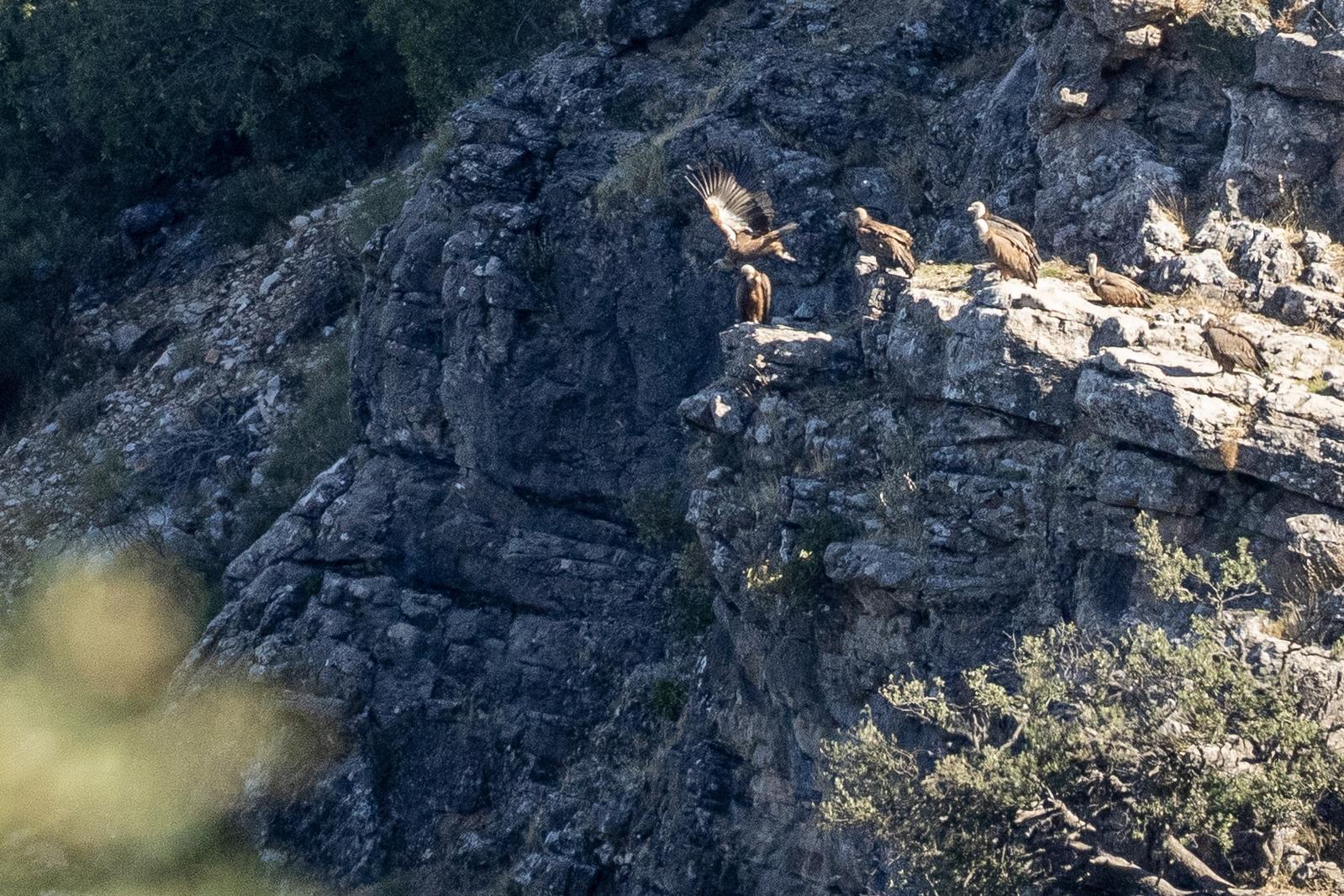 A group of Griffon Vultures sat on a sunlit rocky platform. One in just in the process of taking off