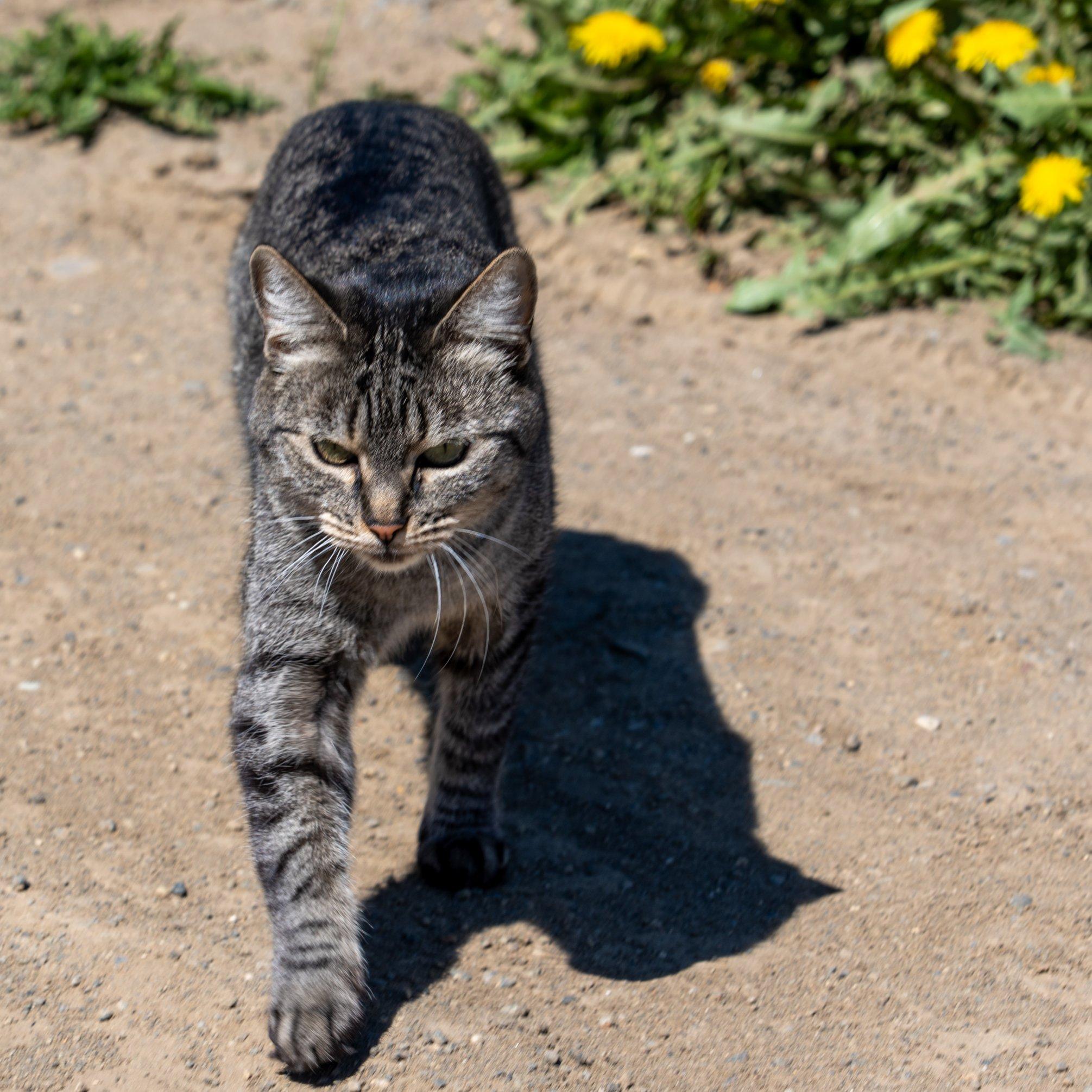 A grey and black striped cat