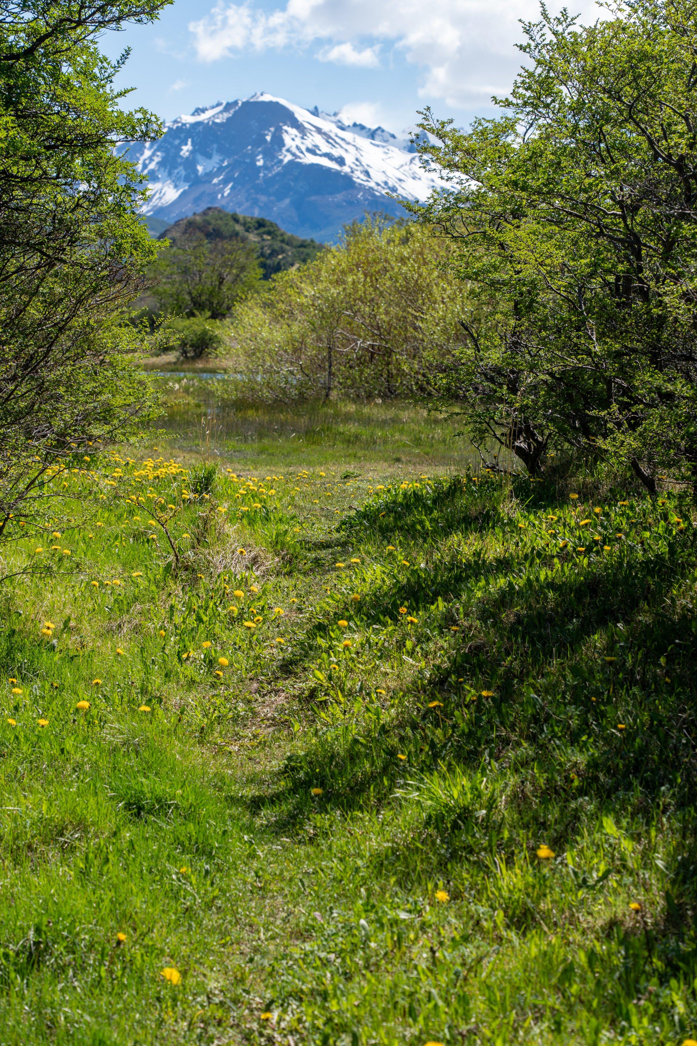 A little used path through the trees towards a small lake and distant mountains
