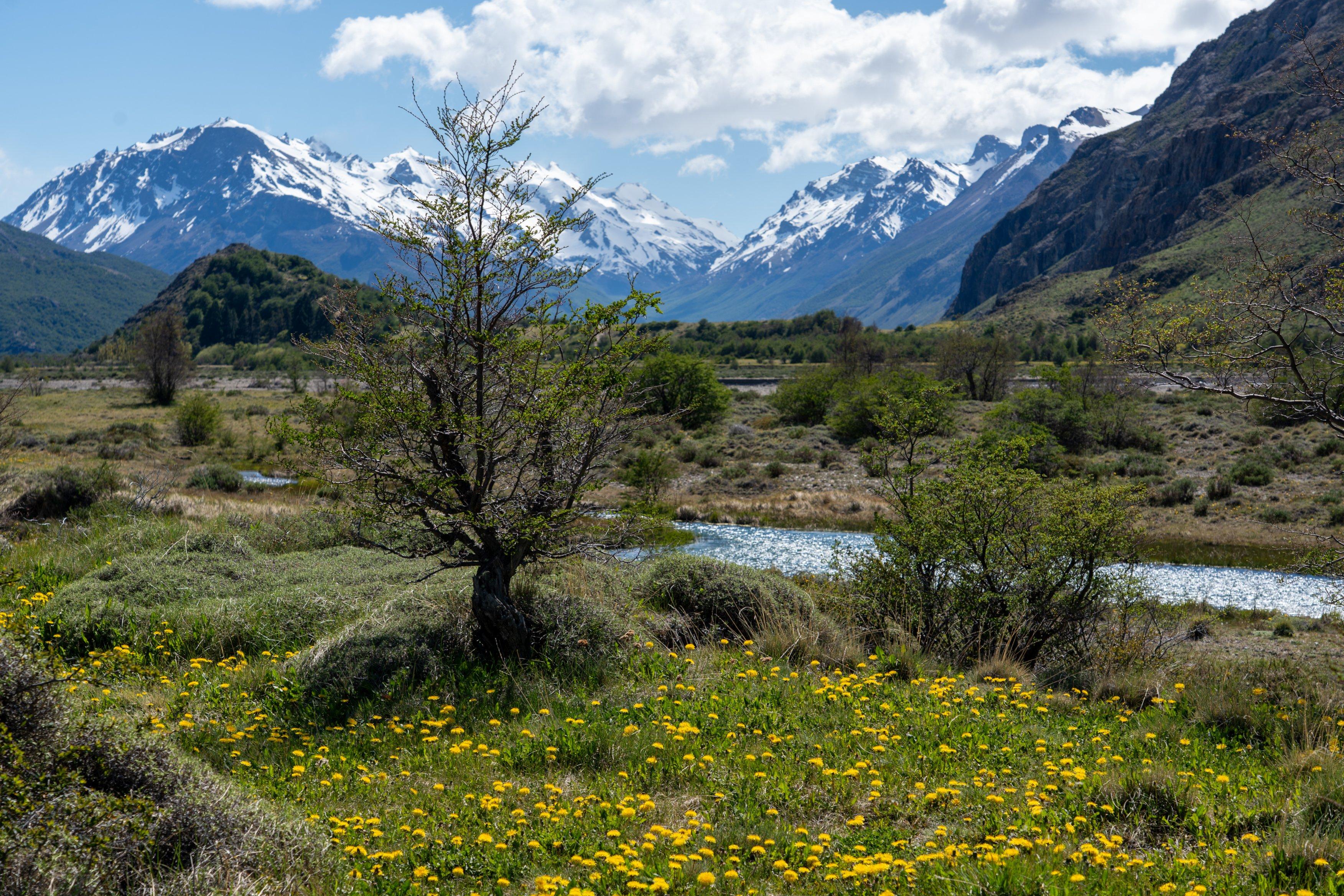 View over small riverlet towards the distant peaks surrounding Lago del Desierto