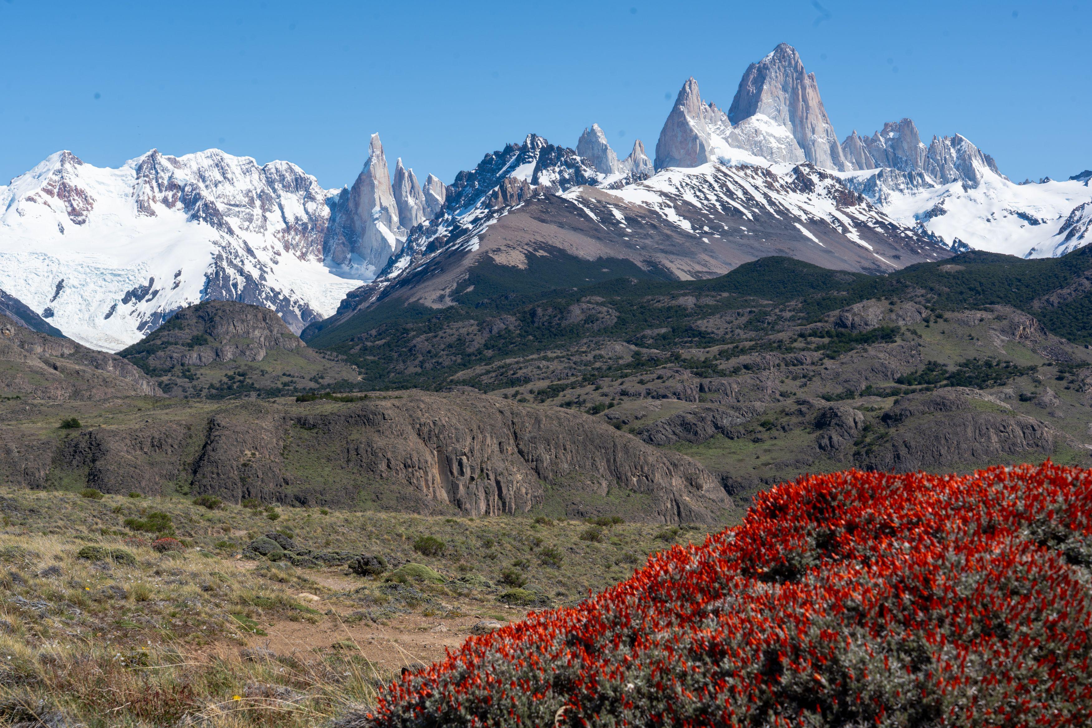 Jagged mountain summits in the distance covered in snow and glaciers. The foreground dominated by a bright red bush