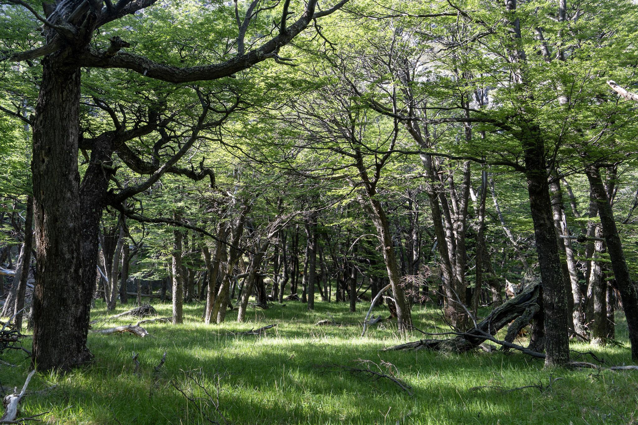 Morning sunlight coming through the trees into a beautiful glade