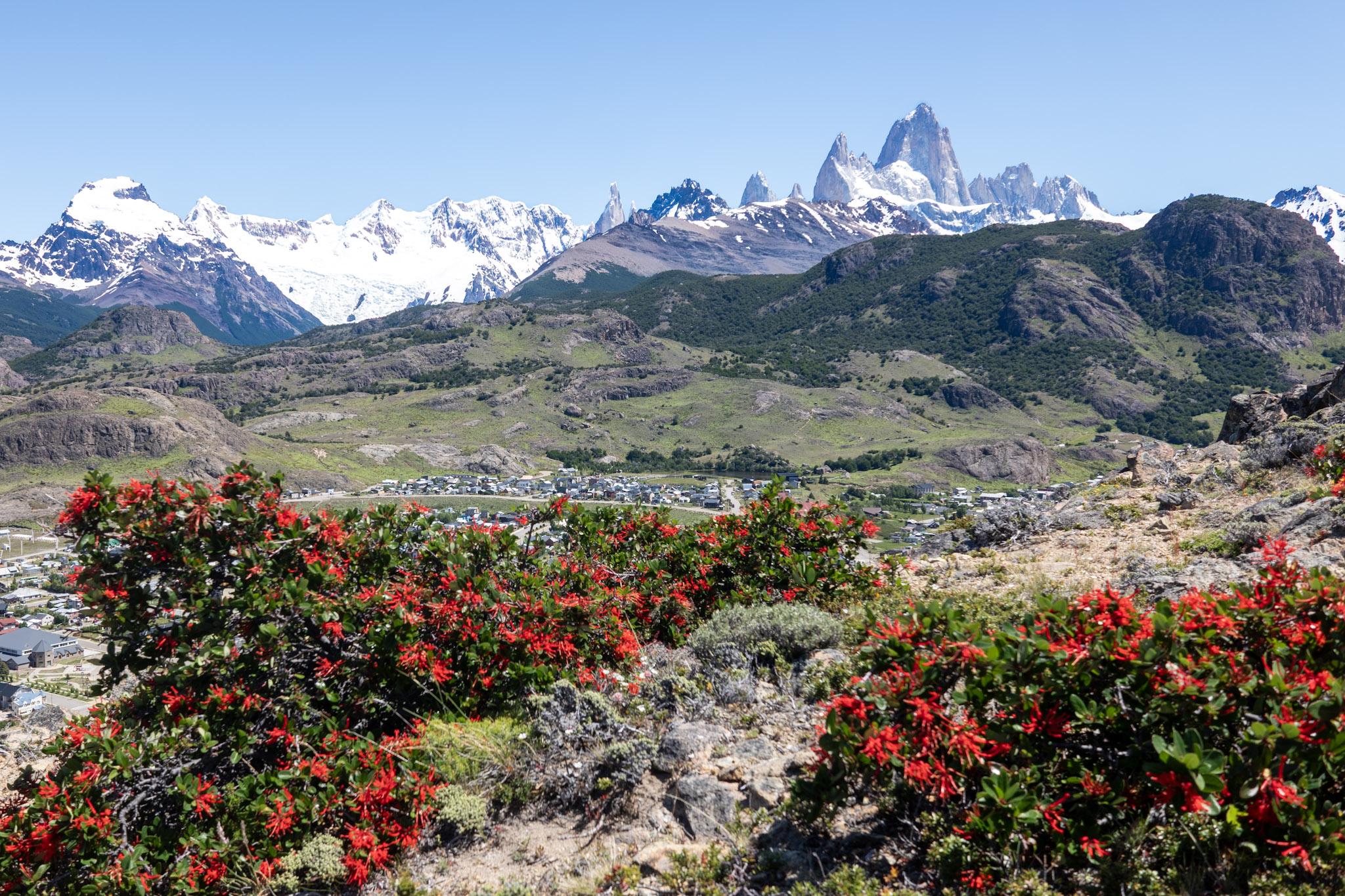 In the foreground is the red Firebush shrub that is prominent around here. Beyond lies the town of El Chalten and beyond that the Cerro Torre and Fitzroy mountain ranges