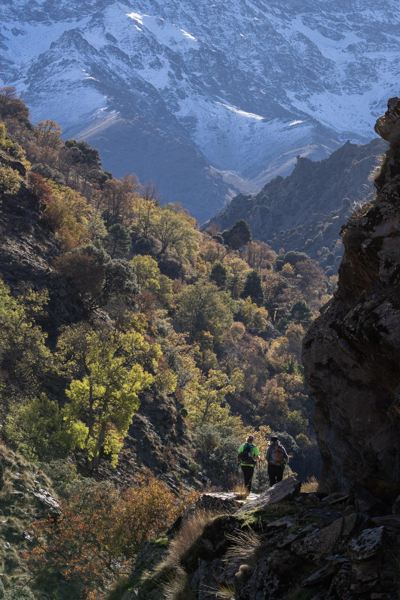 2 hikers on a path in the bottom right in shadow are surrounded by autumnal colored trees. In the background the snow slopes of a mountain (Alcazaba)