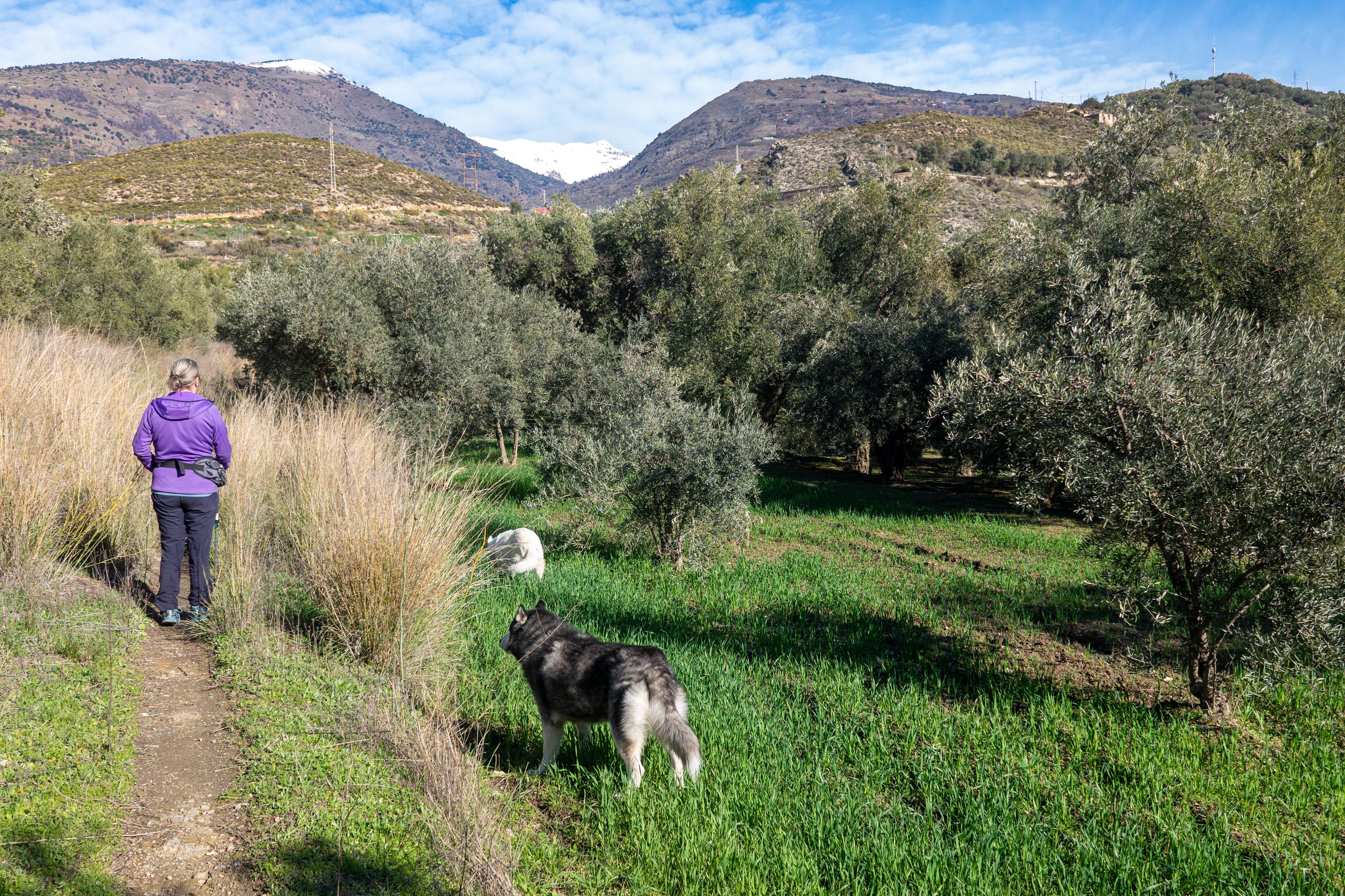 A hiker in purple on a path. 2 dogs to the right in a grassy olive grove. Hills rising in the distance