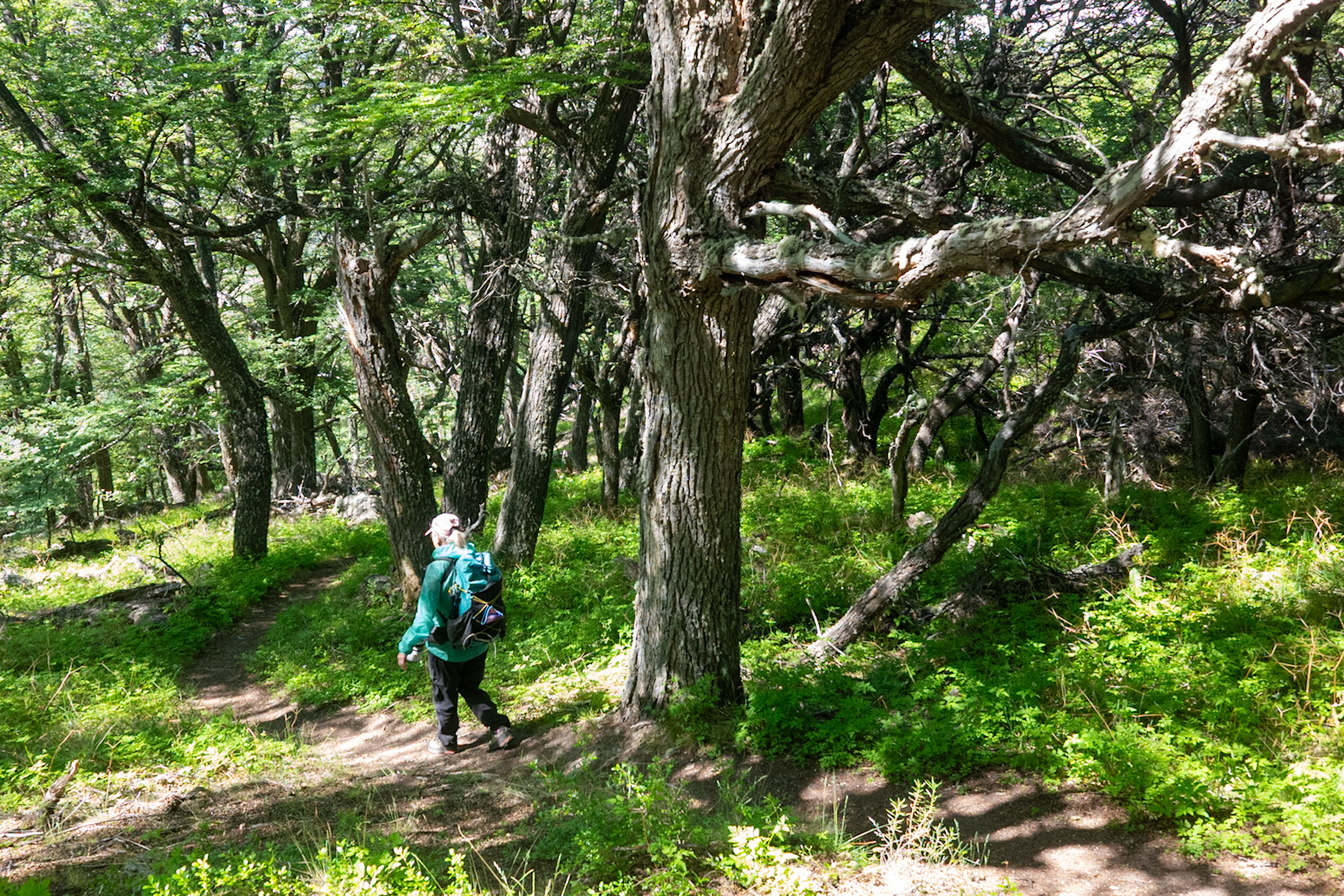 Trail through the chaotic forest