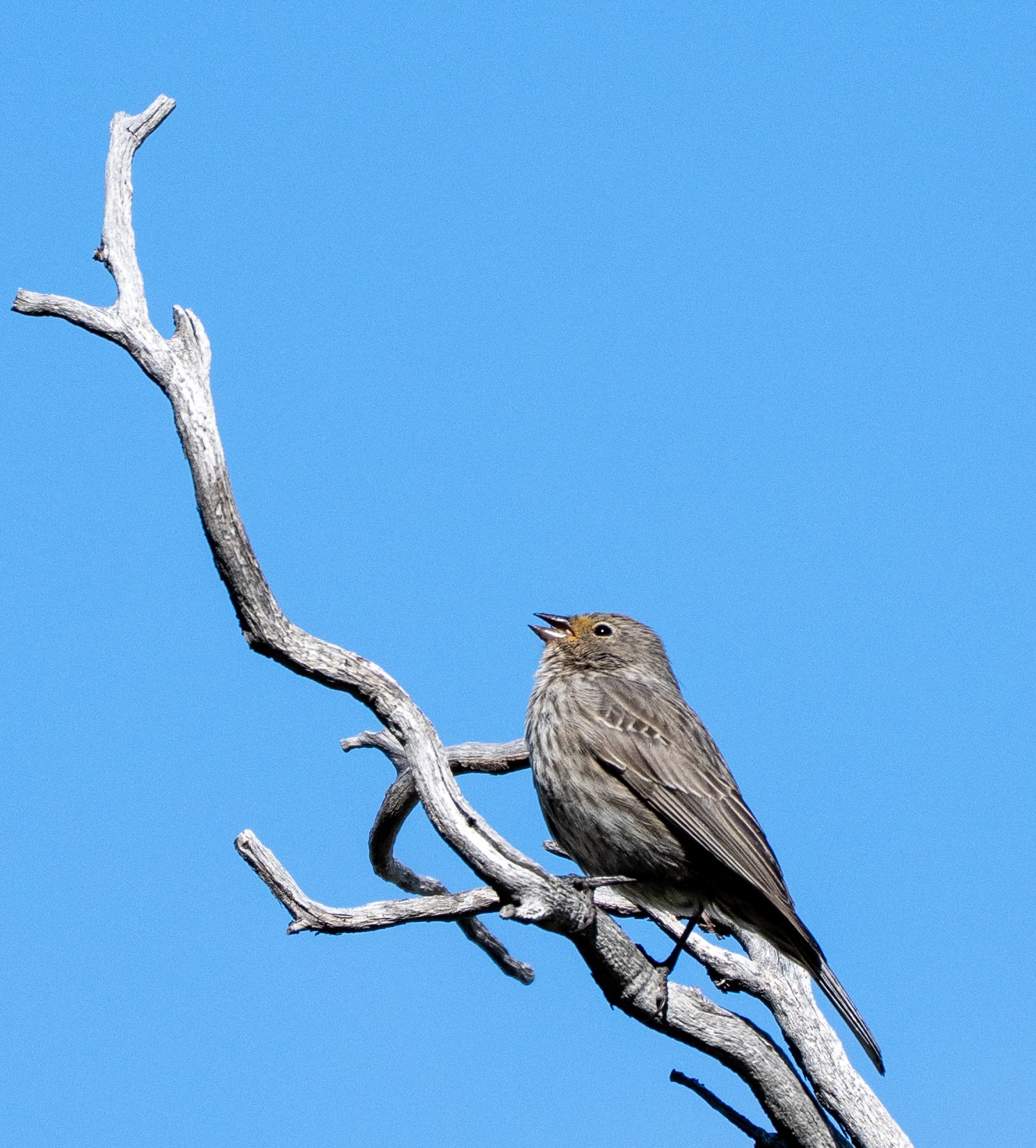 Plumbeous Sierra Finch