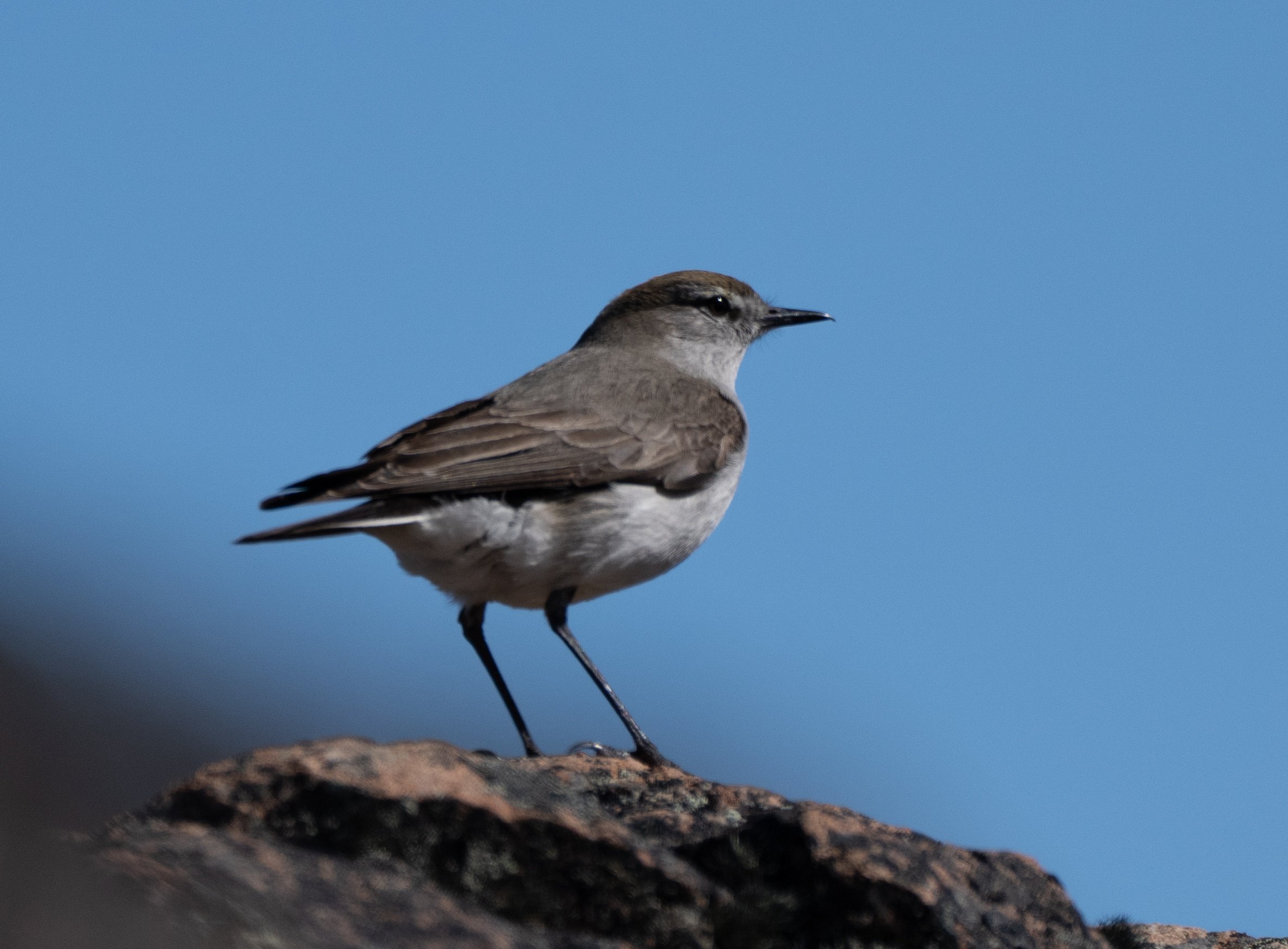 White-browed Ground Tyrant