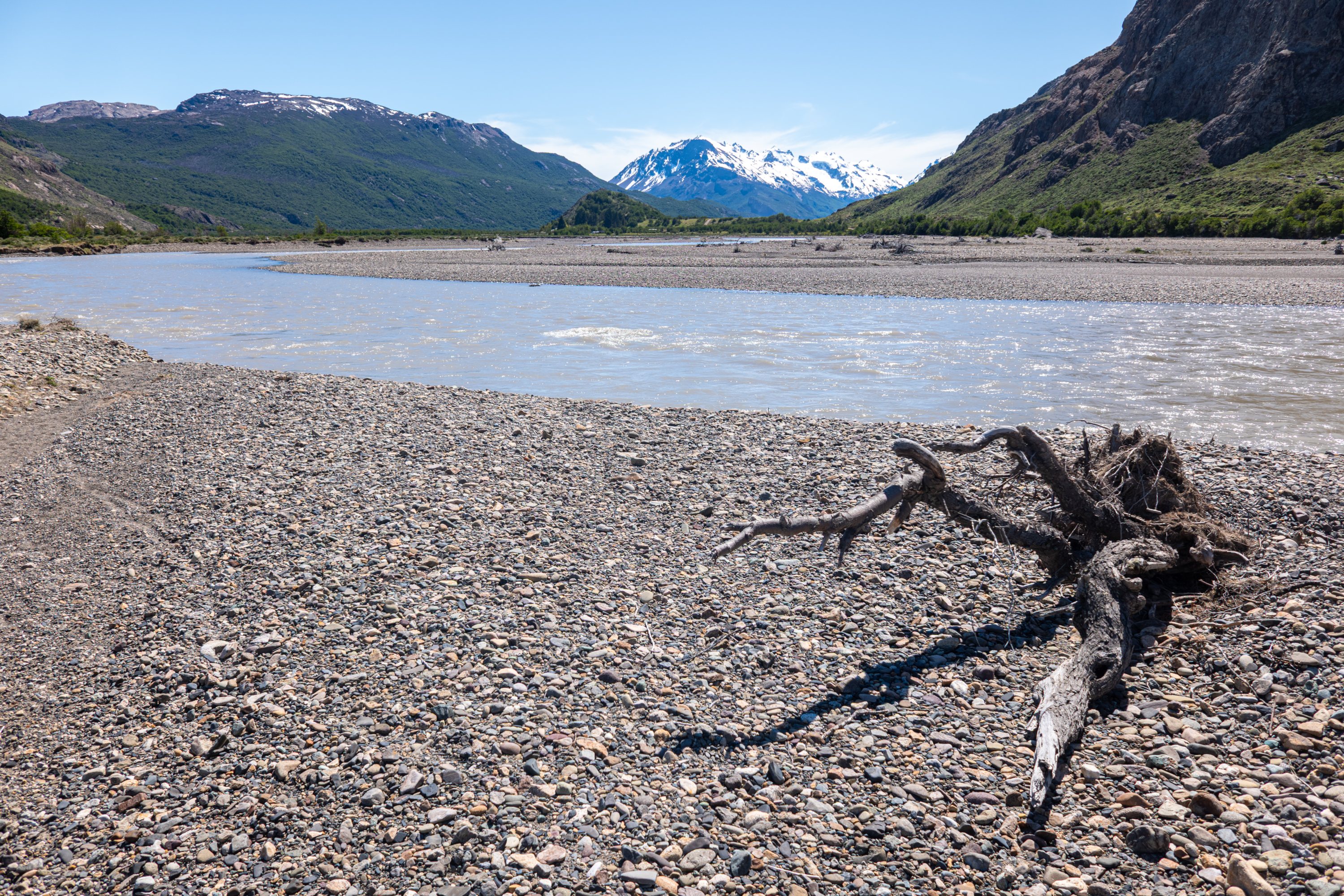 Tree washed down the Rio de las Vueltas