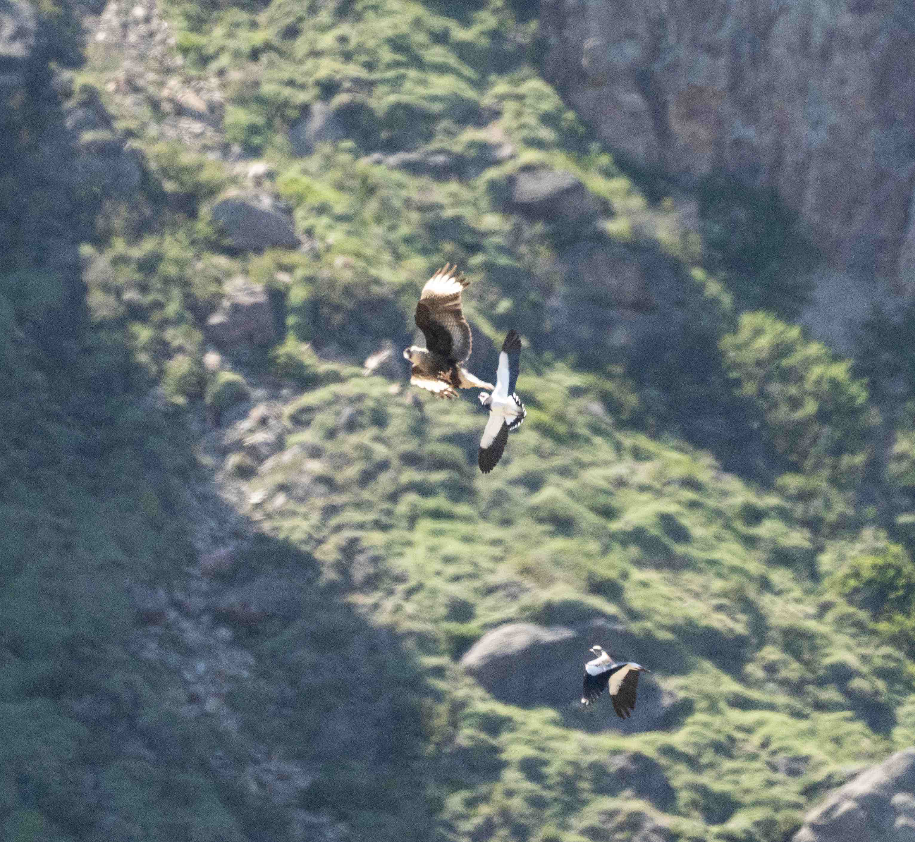 Feathered Findings November 6th