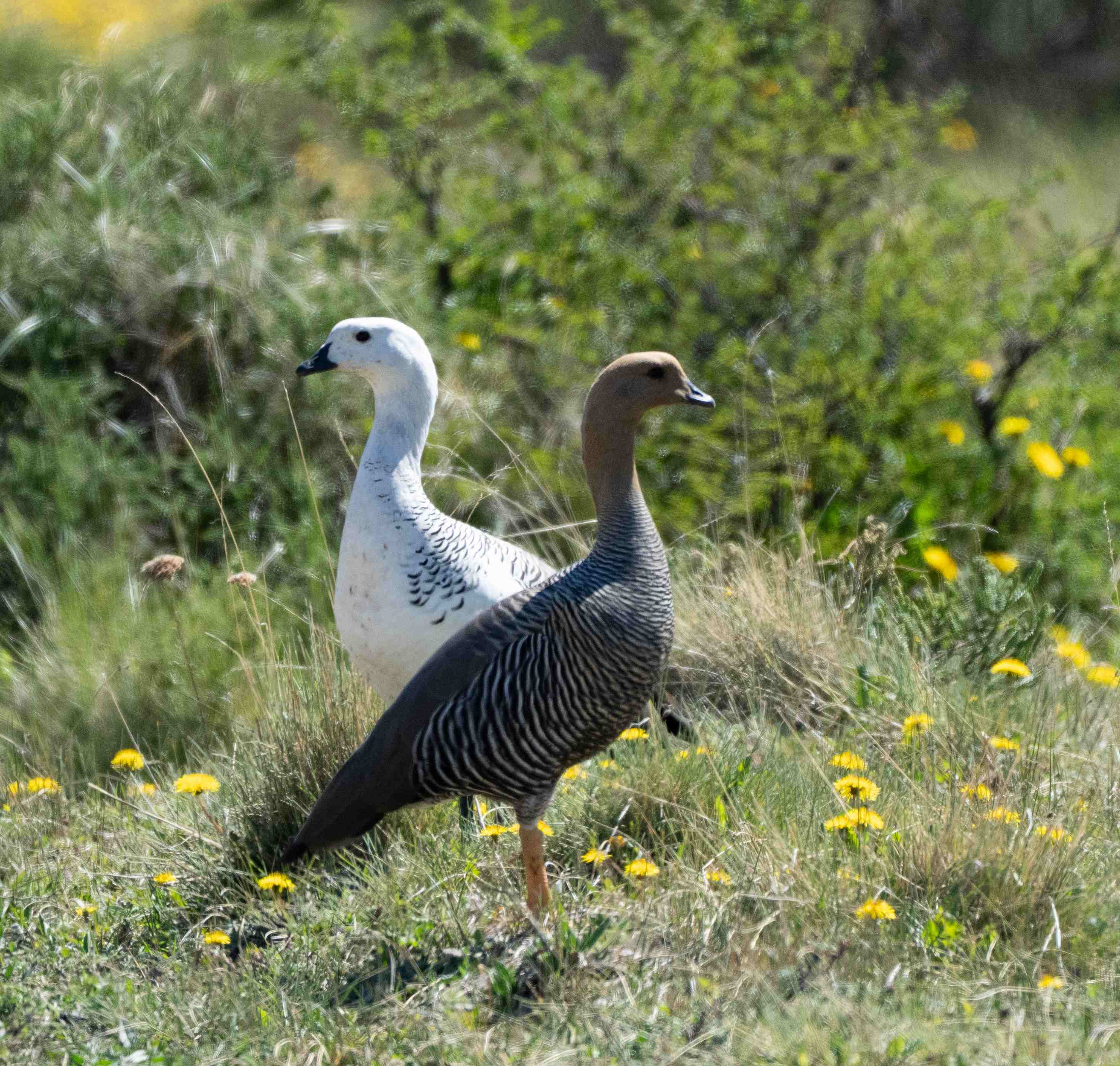 Upland Goose pair